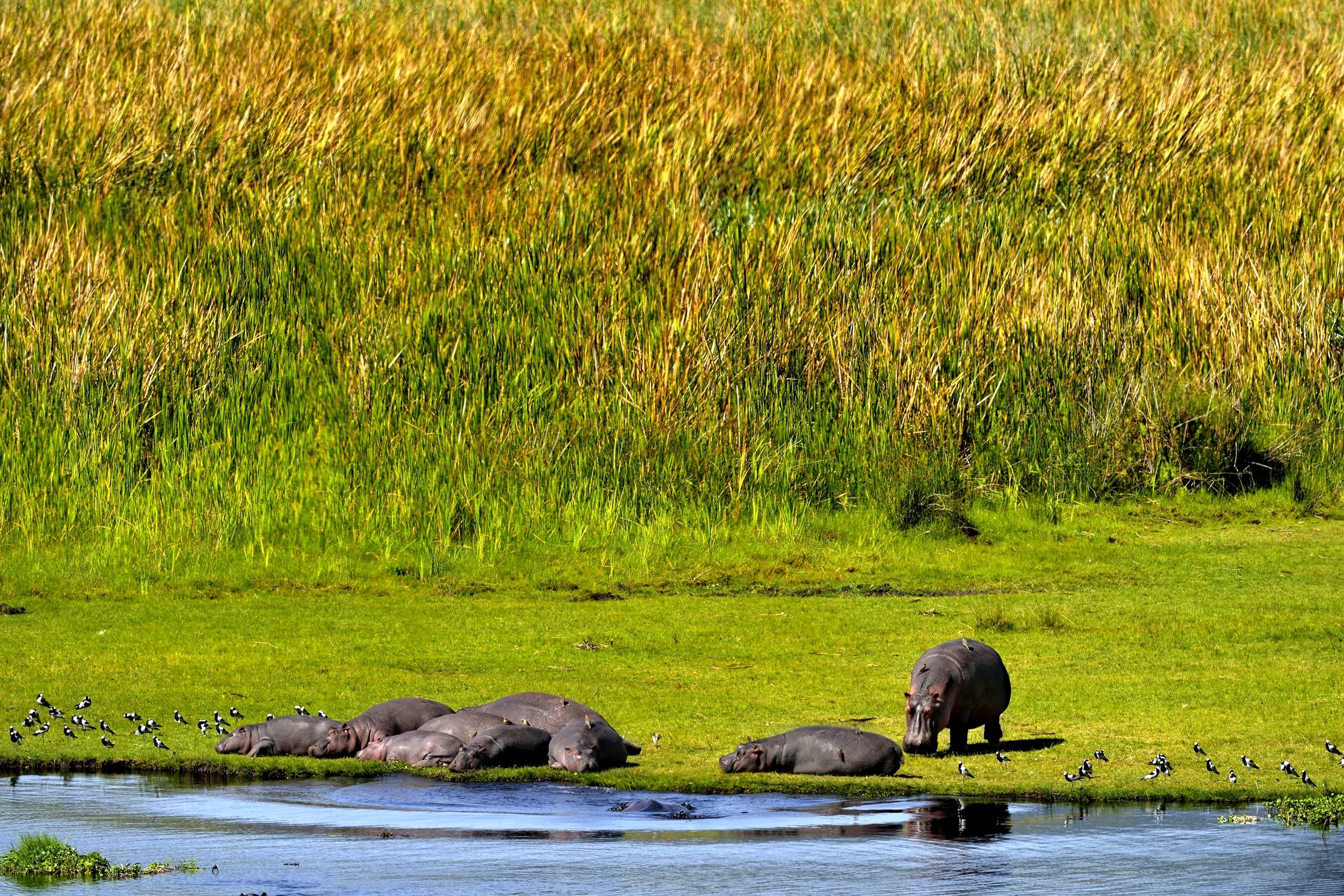 Tanzania 2015 - Ippo paradise