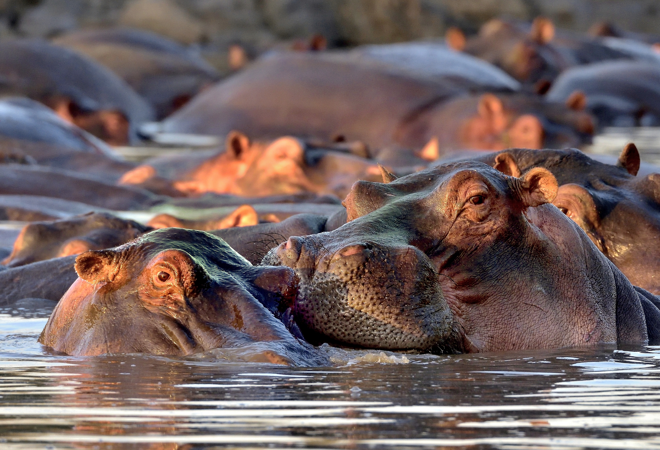 Tanzania 2015 - Ippo foto