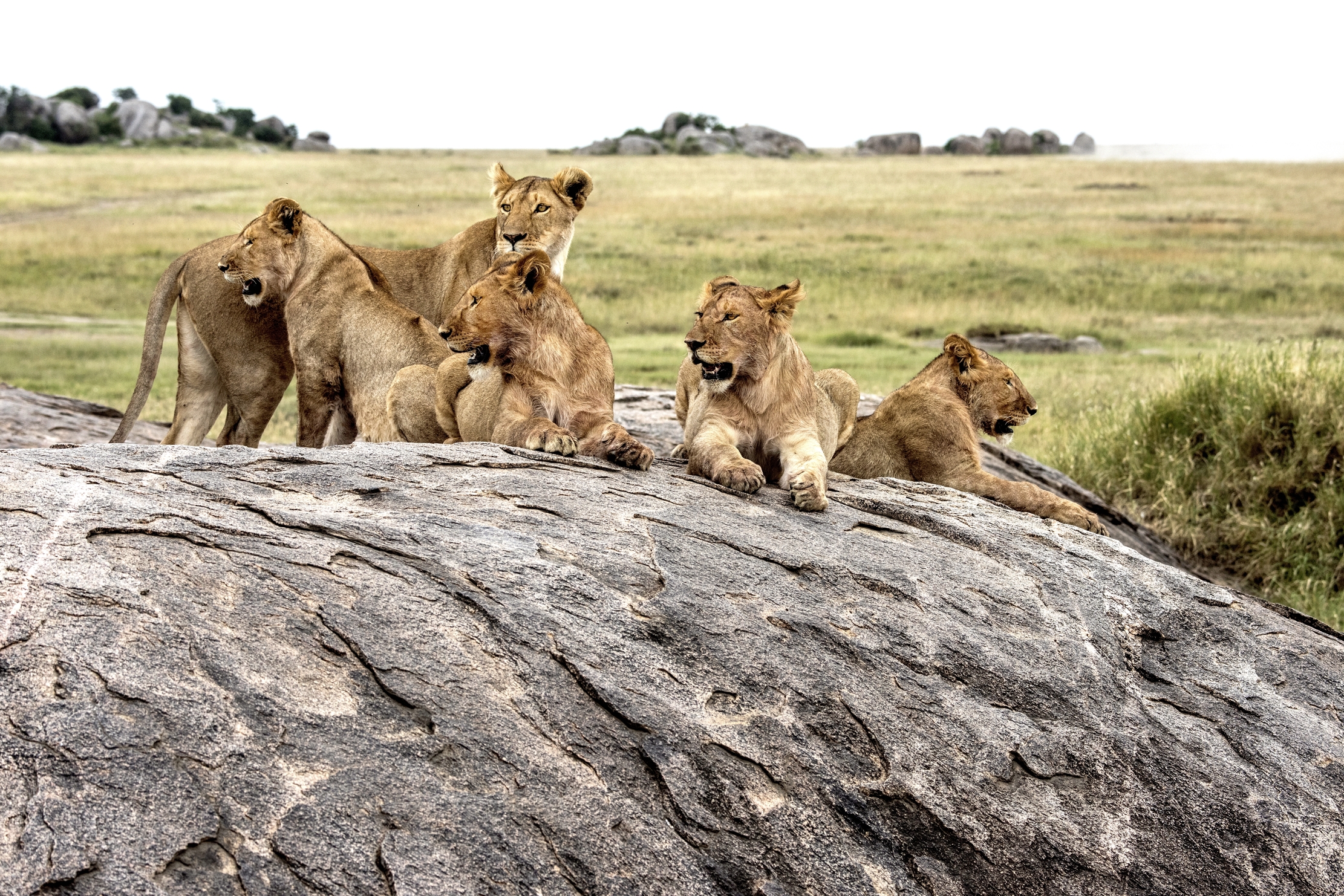 Tanzania 2015 - Combriccola sospetta