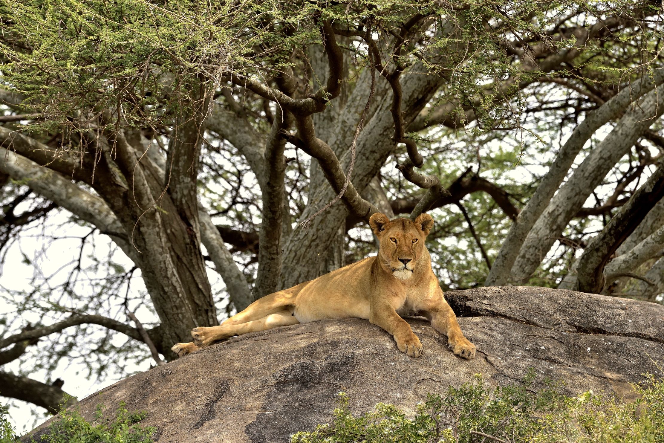 Tanzania 2015 - All'ombra