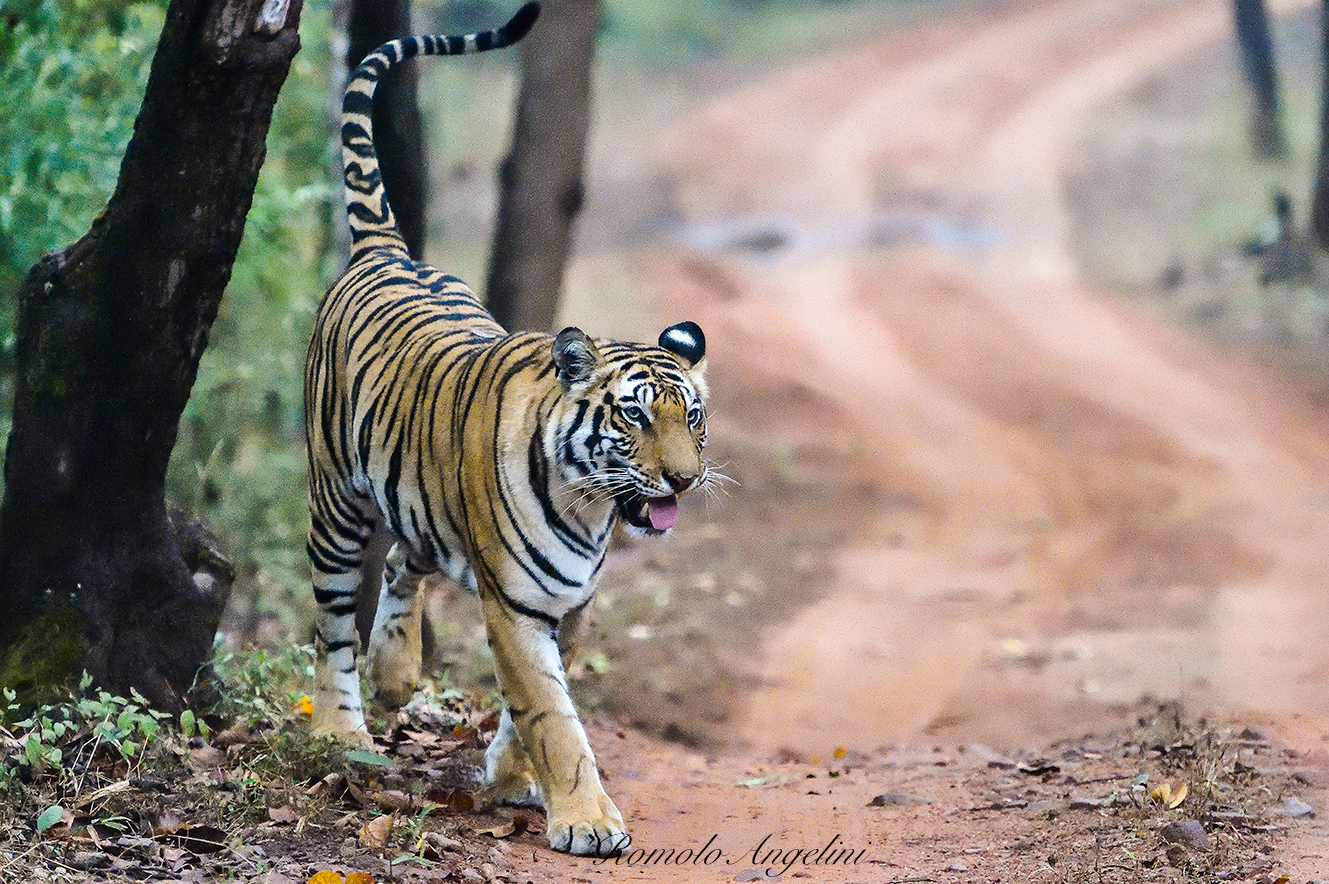 Tigre nella Jungla di Bandhavagarh