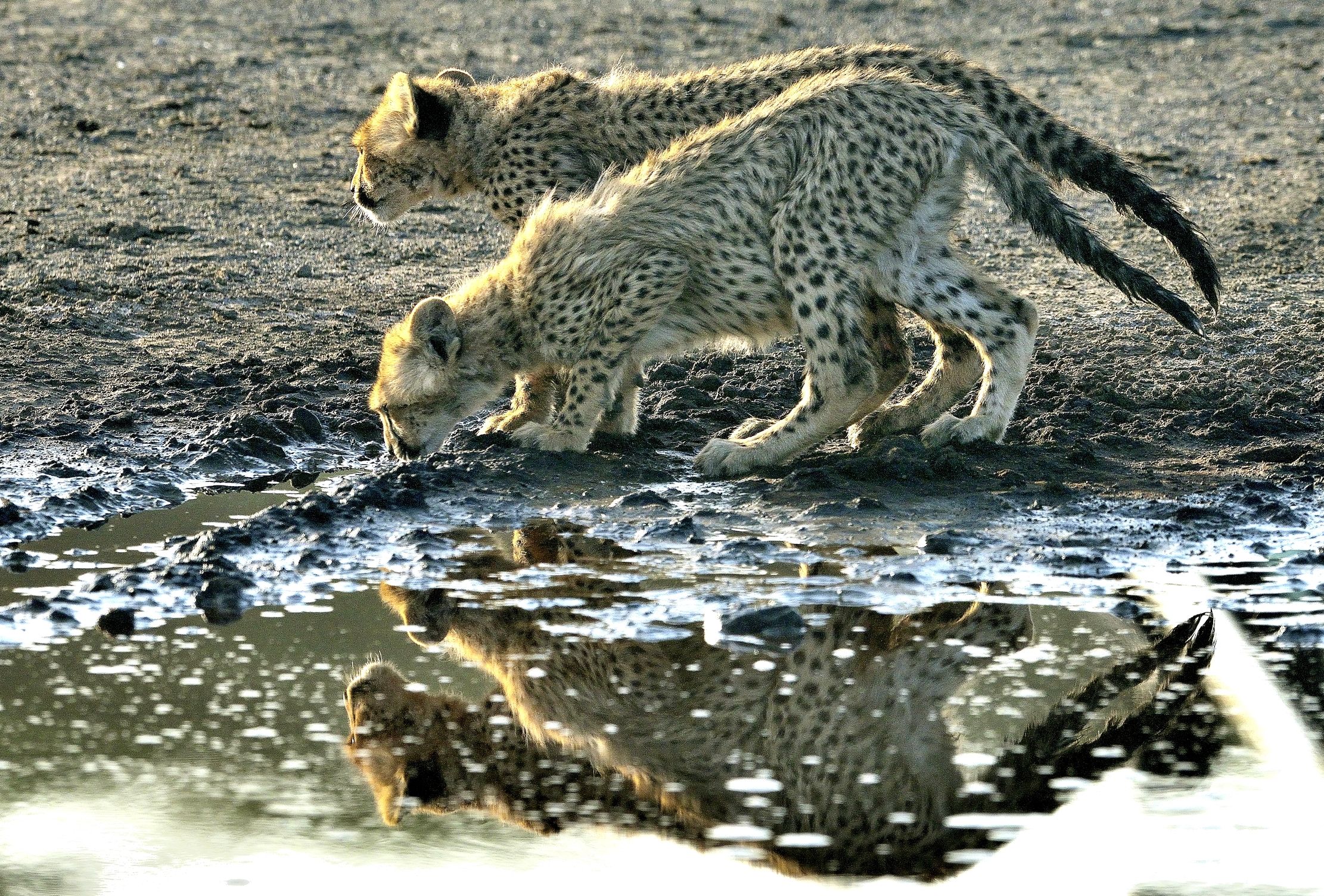 Tanzania 2015 - Un pò di sete