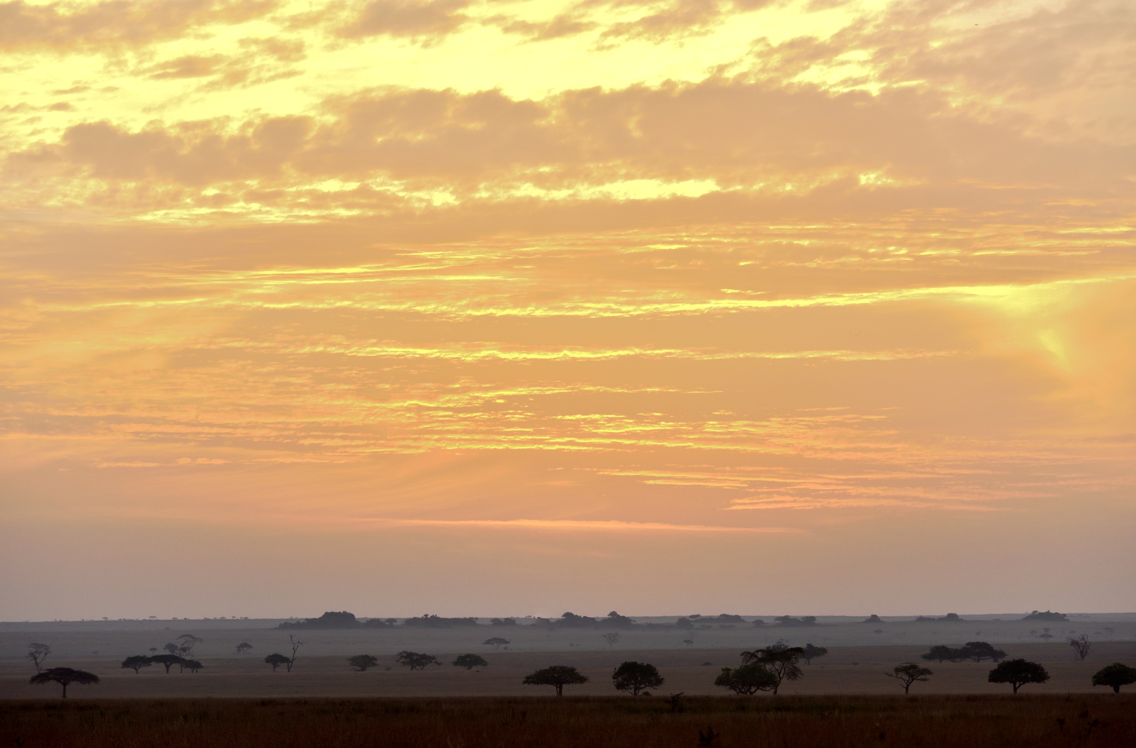 Tanzania 2015 - Alba sul Serengheti