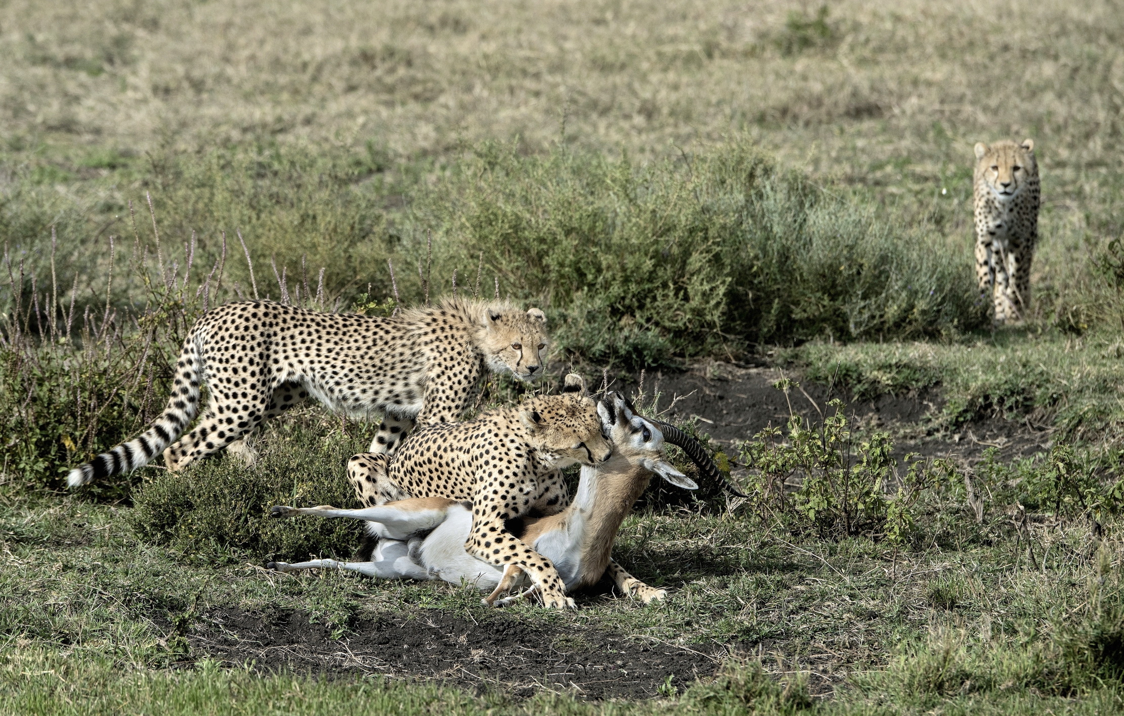 2015 Tanzania - Tanzania 2015 - The prey puppies