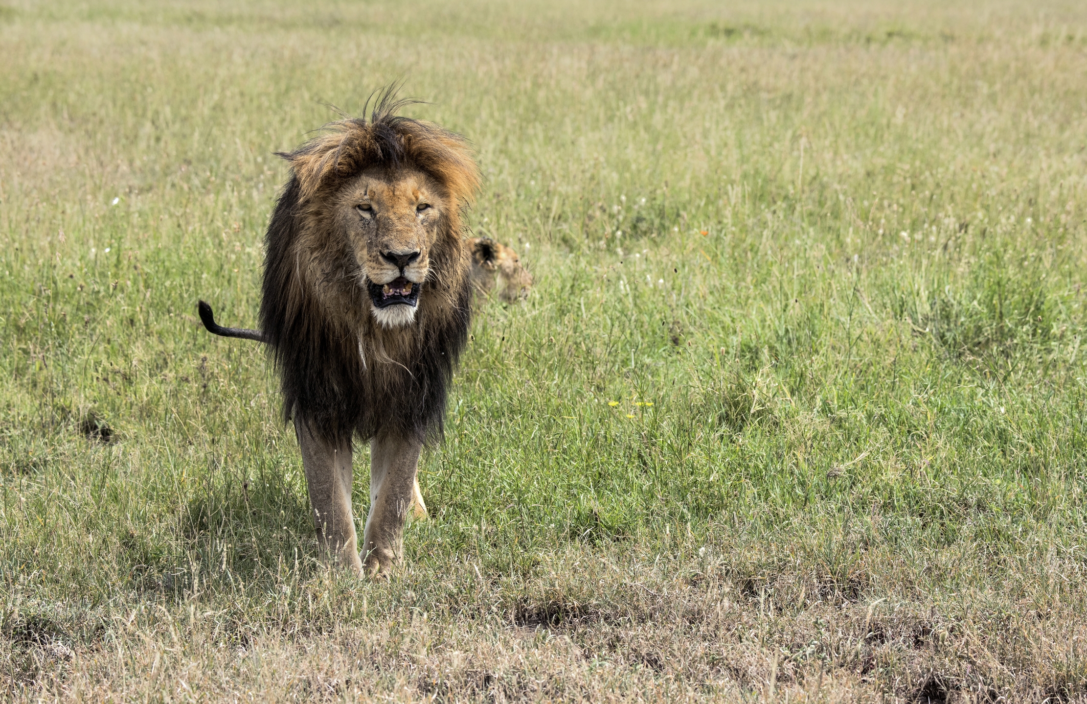 Tanzania 2015 - Lion