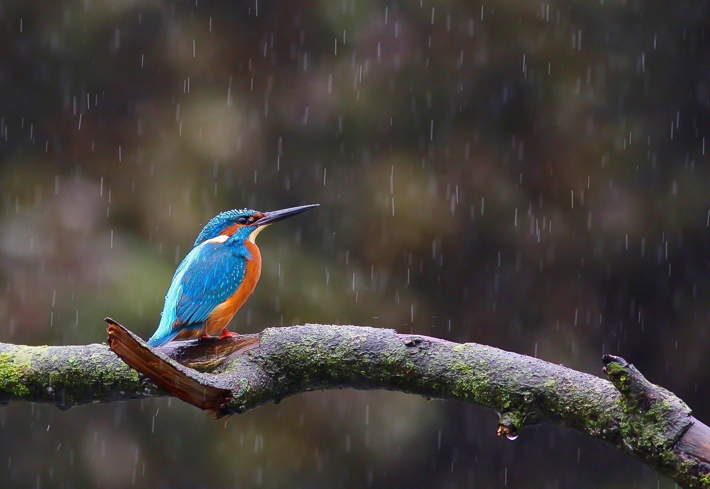 Continua la pioggia....