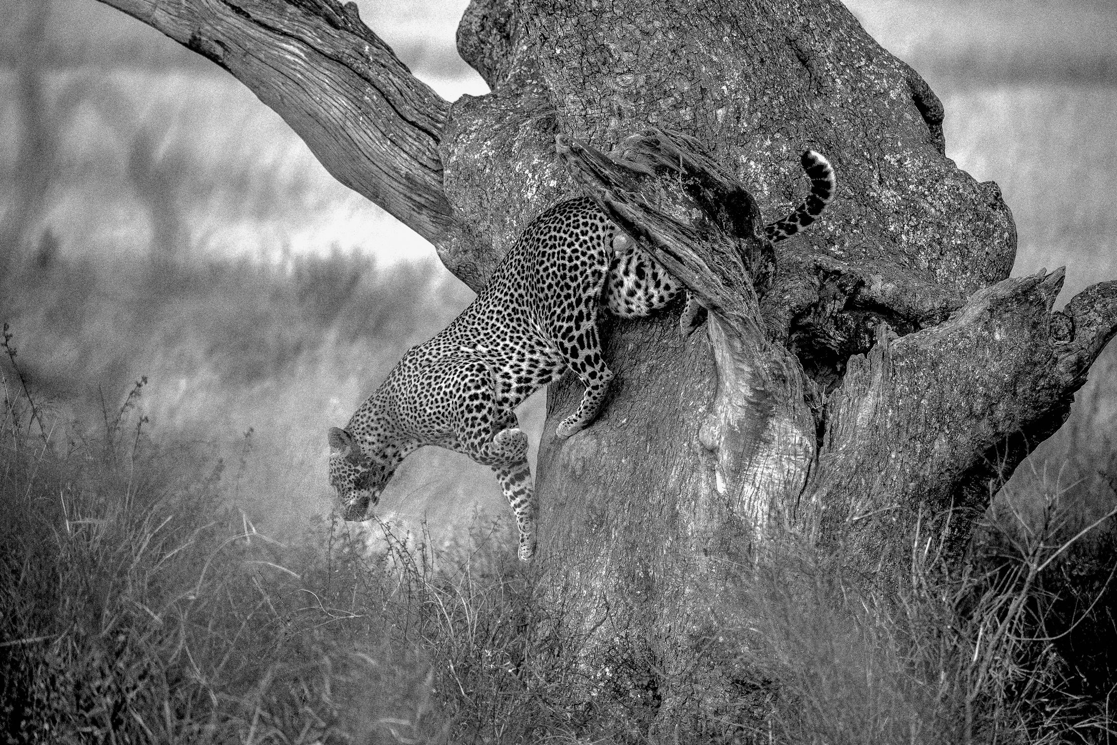 Tanzania 2015 - BW