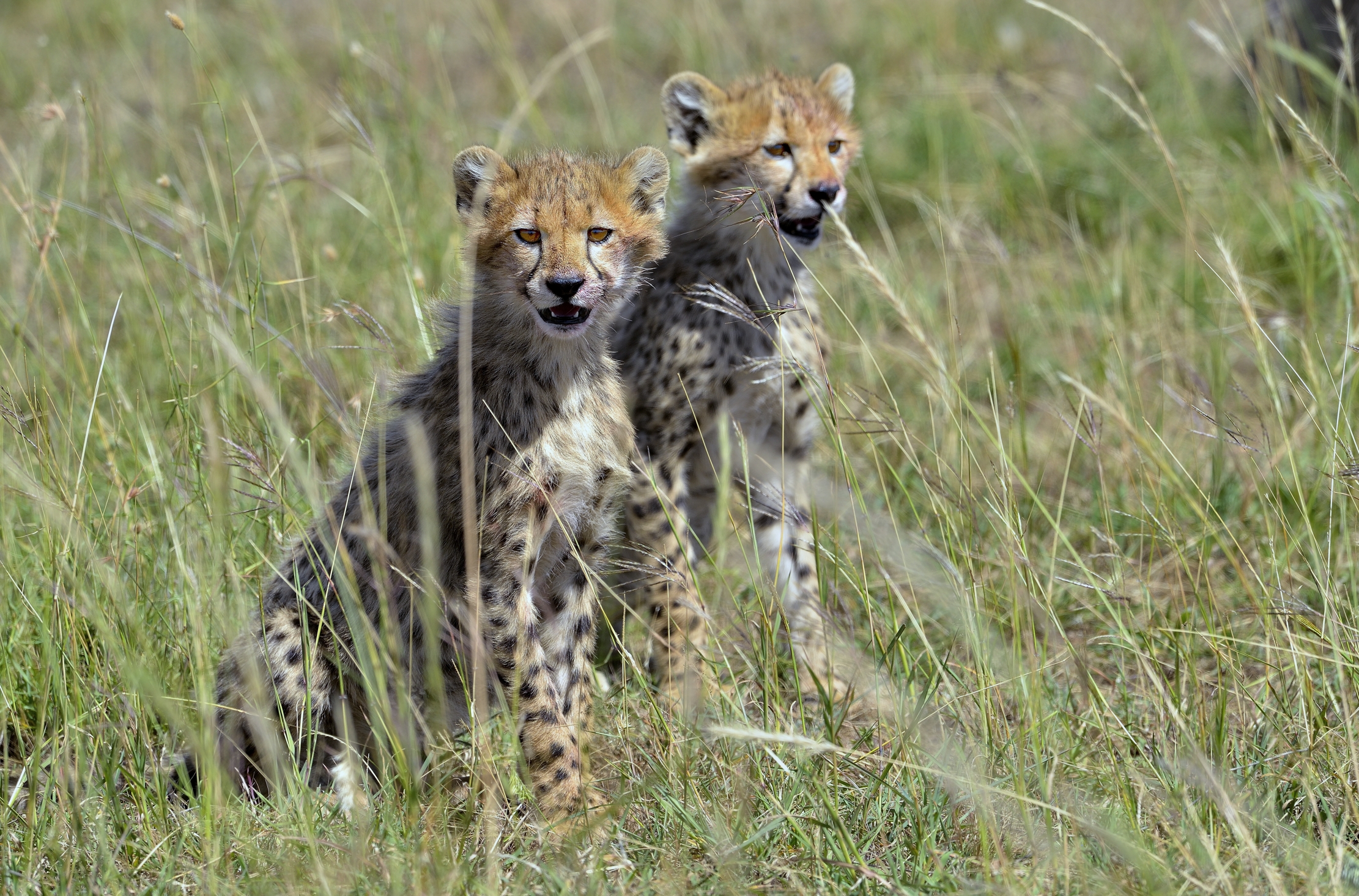 Tanzania 2015 - Fratellini