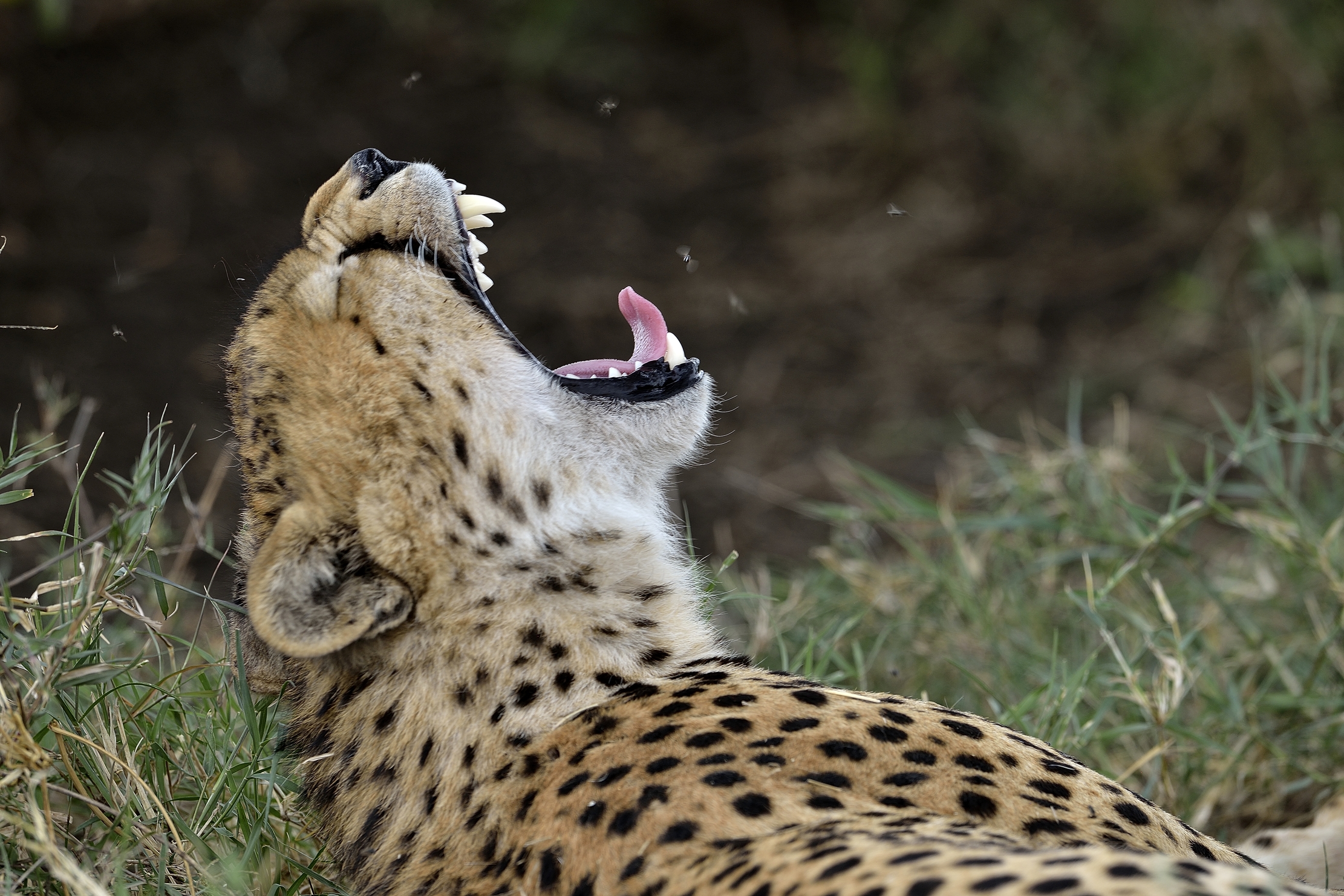 Tanzania 2015 - Che sonno!!!