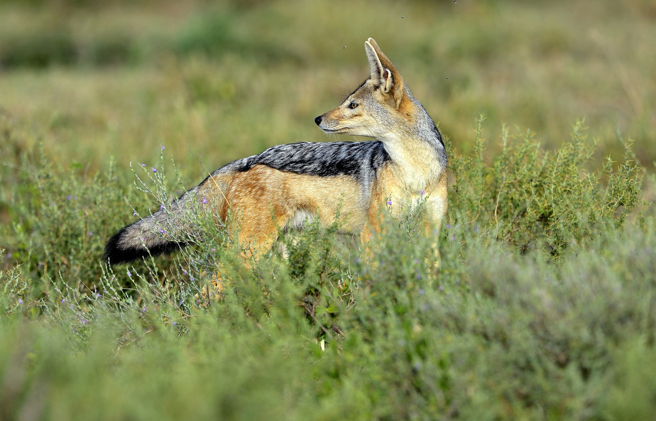 Tanzania 2015 - Sciacalo dalla gualdrappa