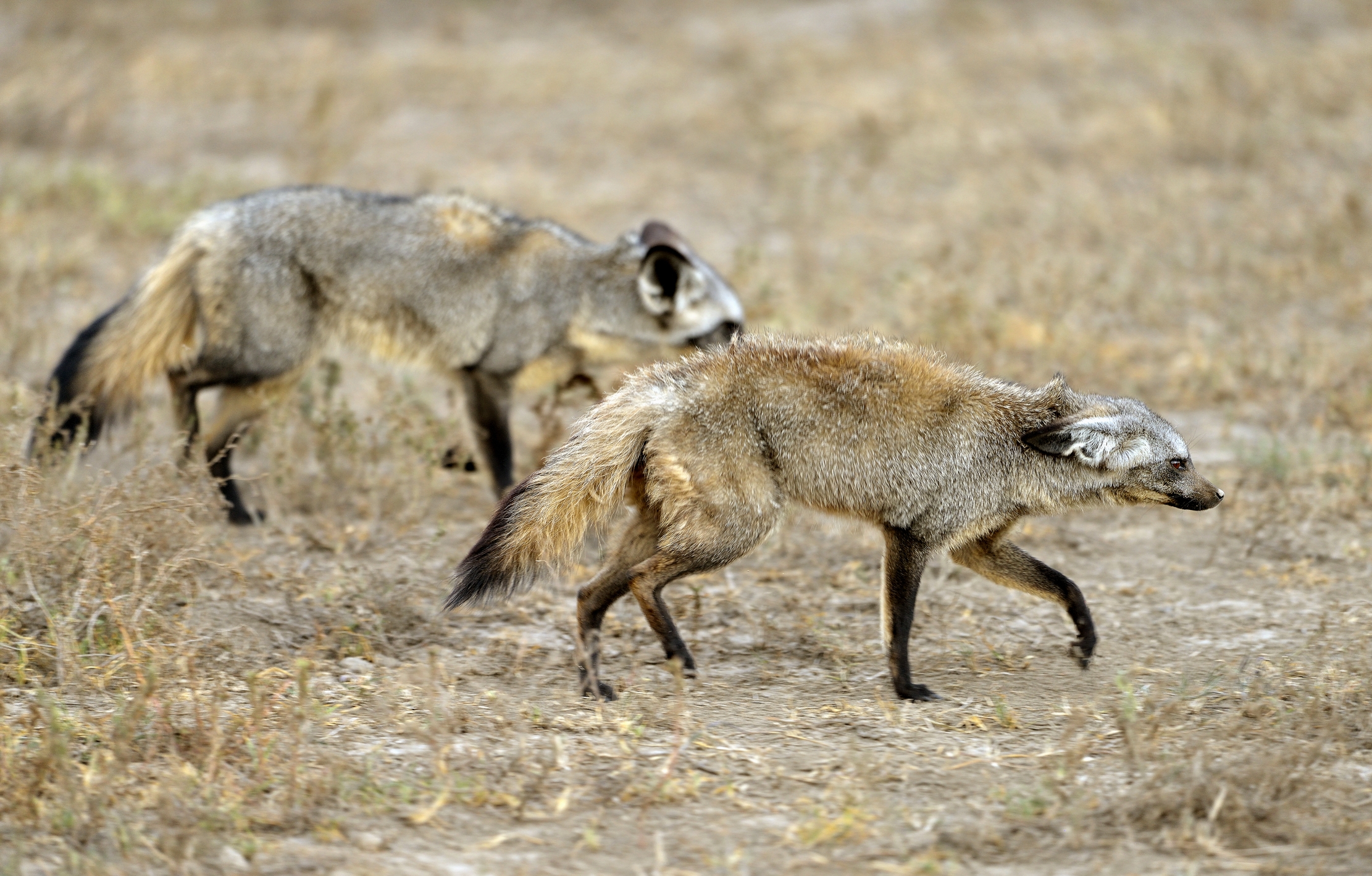 Tanzania 2015 - Furtivi