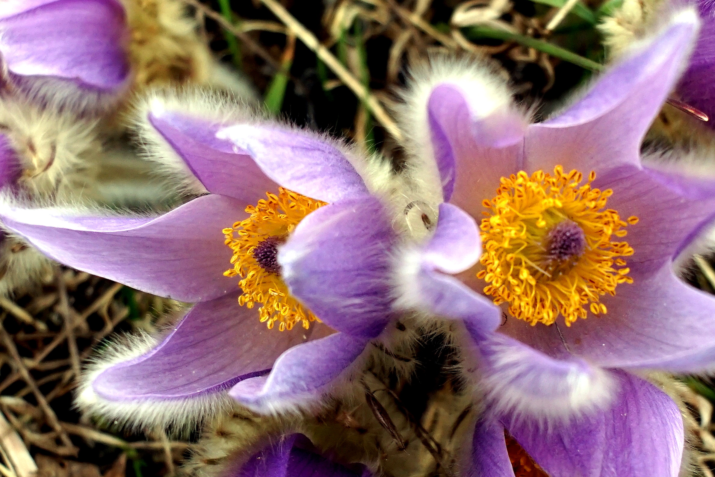 Pulsatilla - pasqueflower I