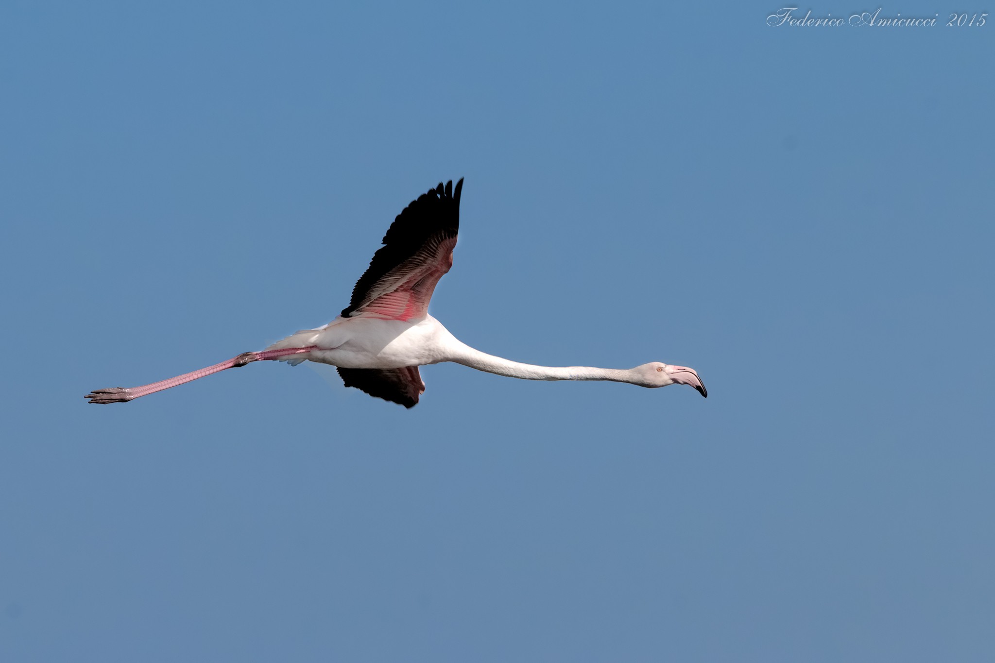 Flamingo flying on the Lagoon (Fenicottero)