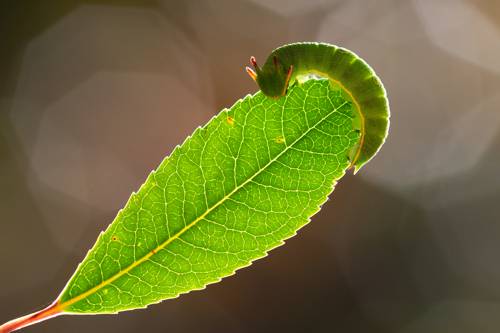 Il bruco e la foglia