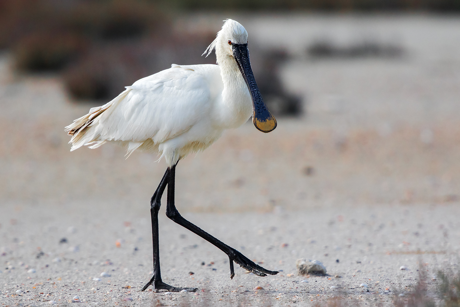 Miss eleganza primavera 2015