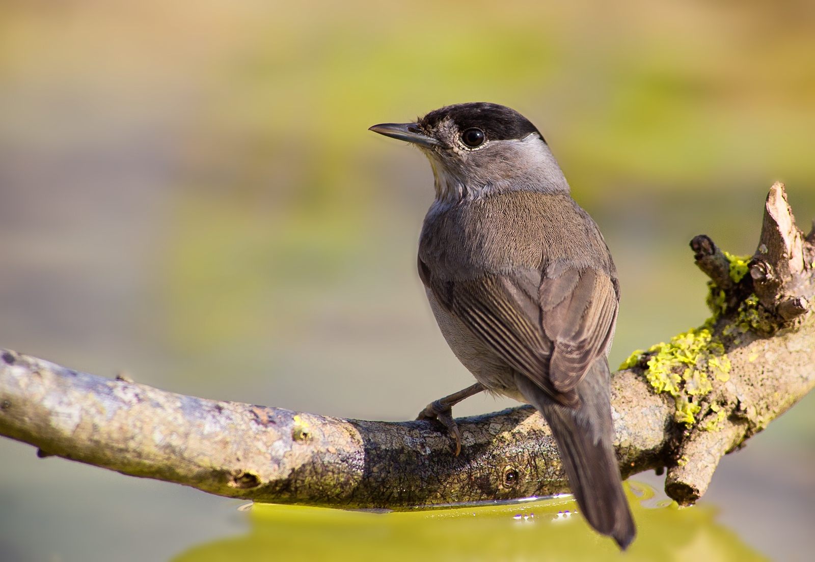 blackcap