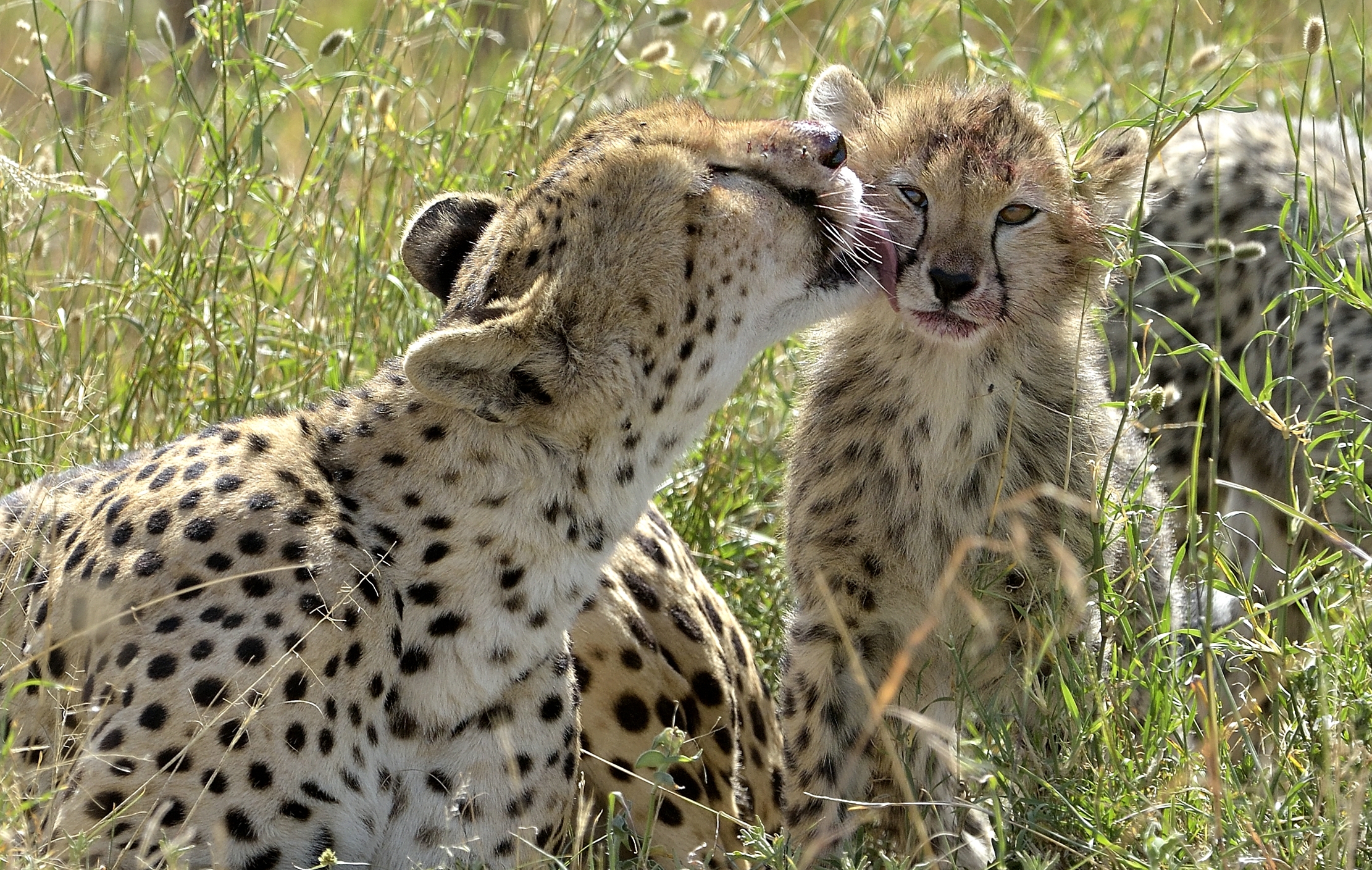 Tanzania 2015 - Tenerezze