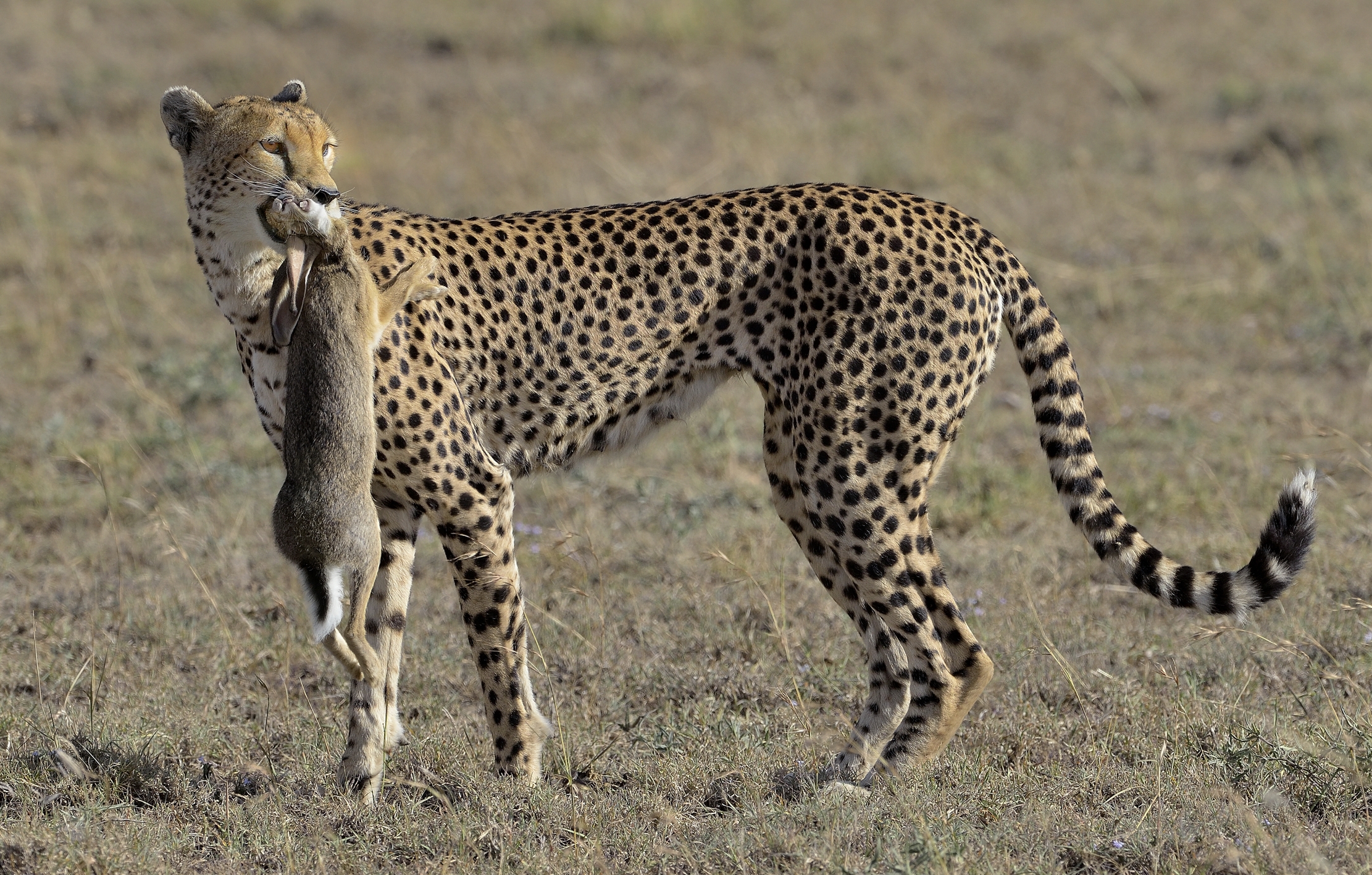 Tanzania 2015 - lepre!