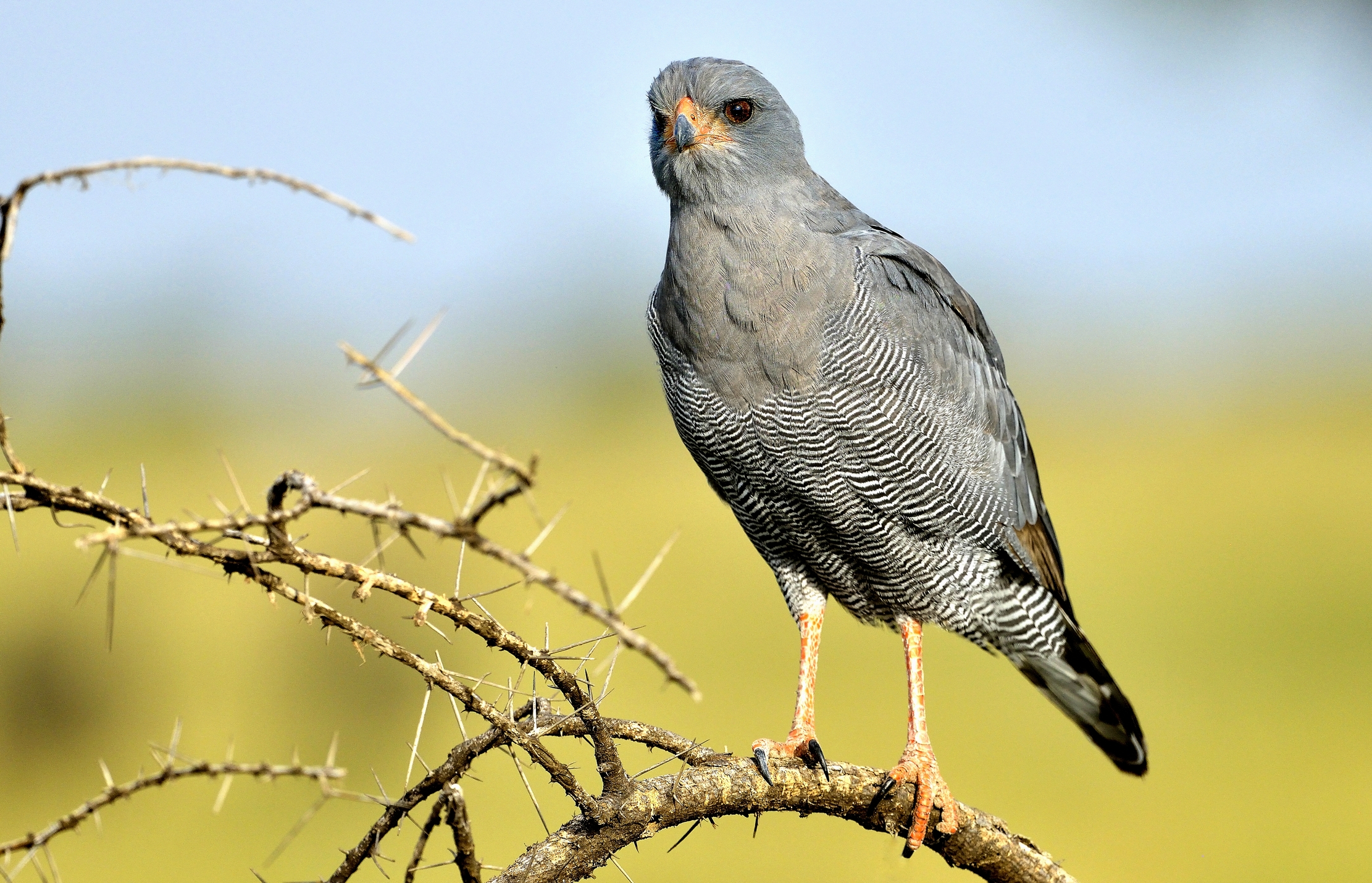 Tanzania 2015 - Astore cantante