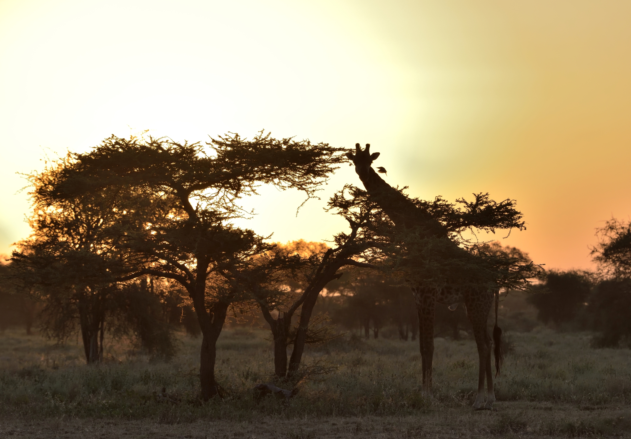 Tanzania 2015 - All'alba