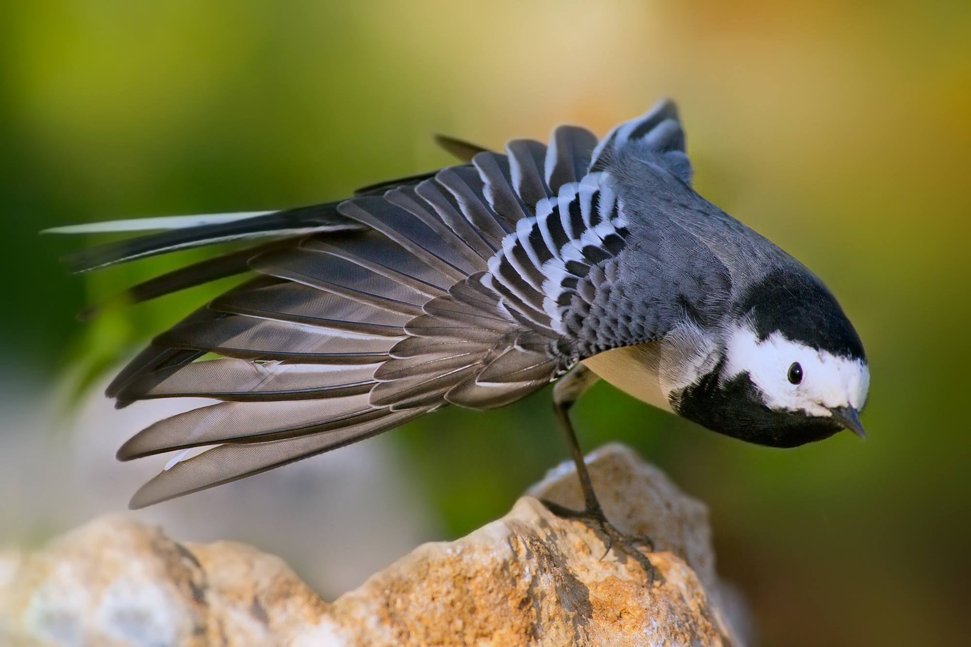 white wagtail