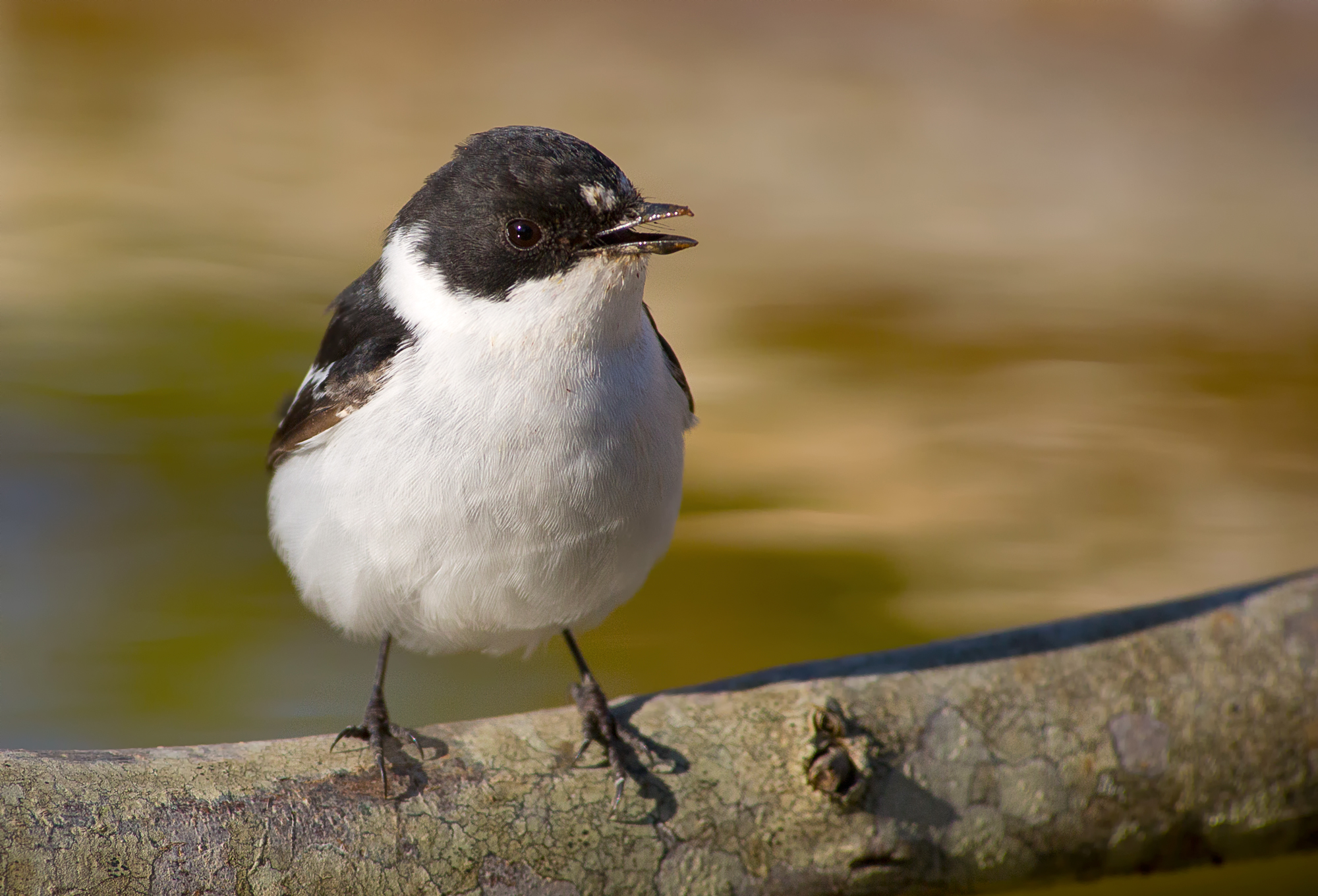 collared flycatcher