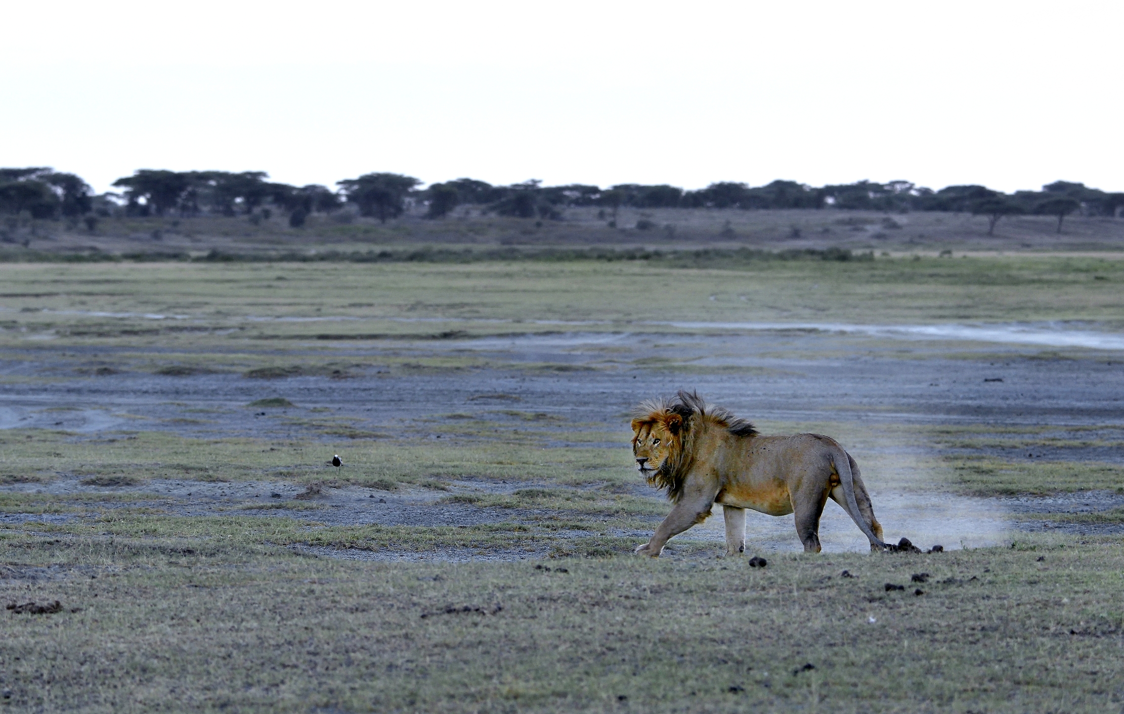Tanzania 2015 - Nella savana