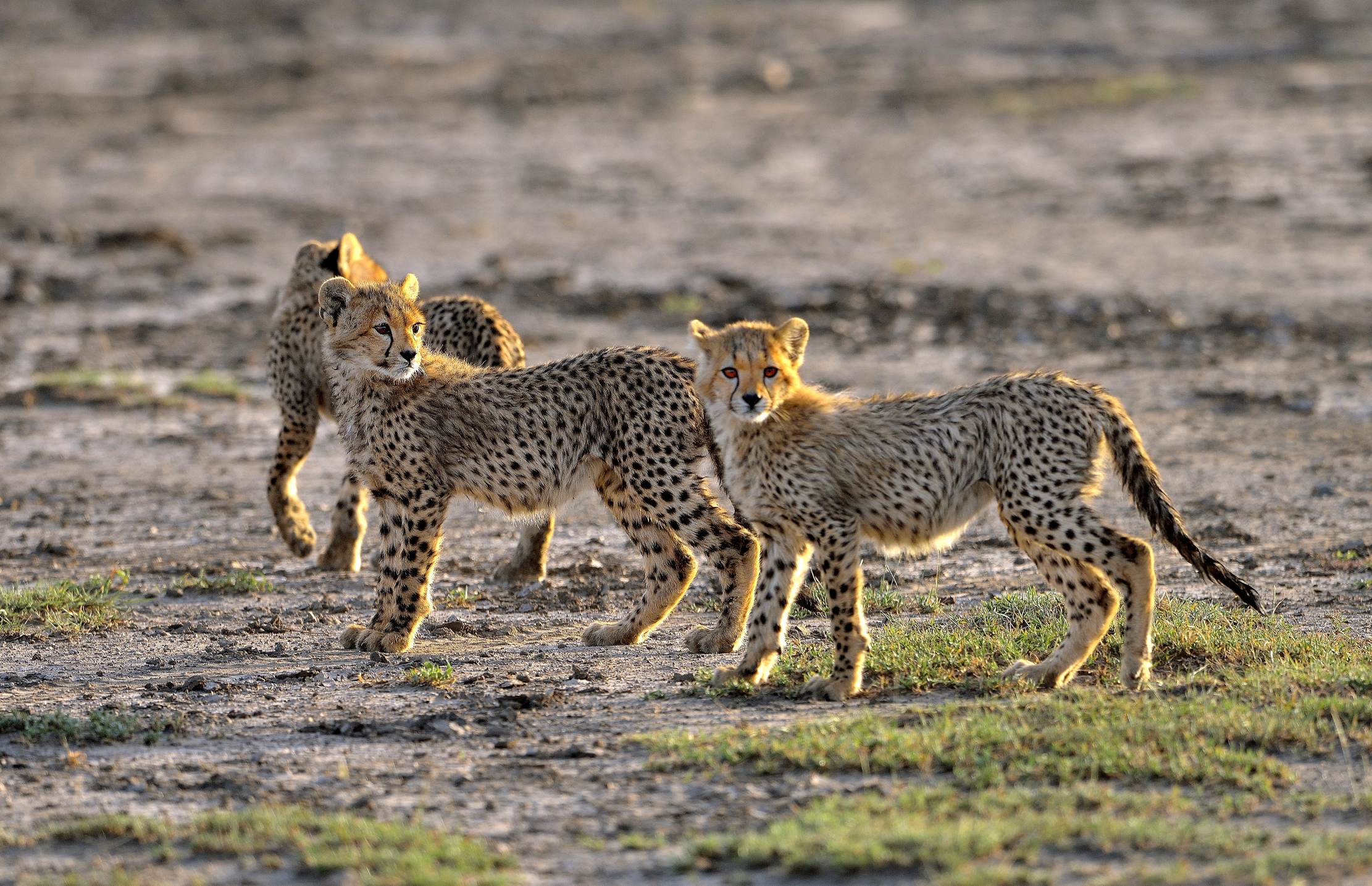 Tanzania 2015 - I Fratellini