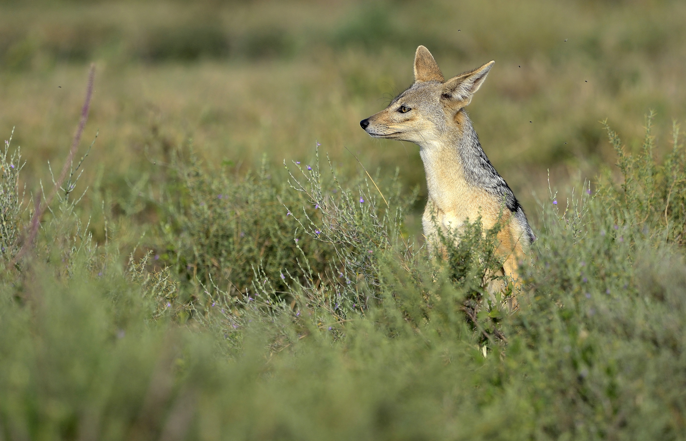 Tanzania 2015 - Tutto tranquilo??