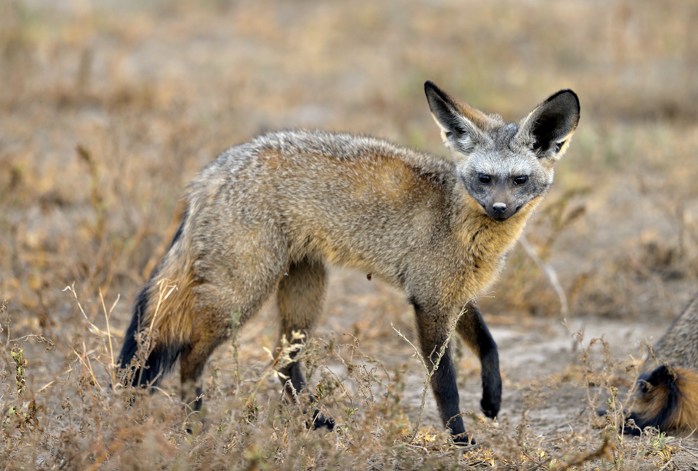 Tanzania 2015 - Otocione