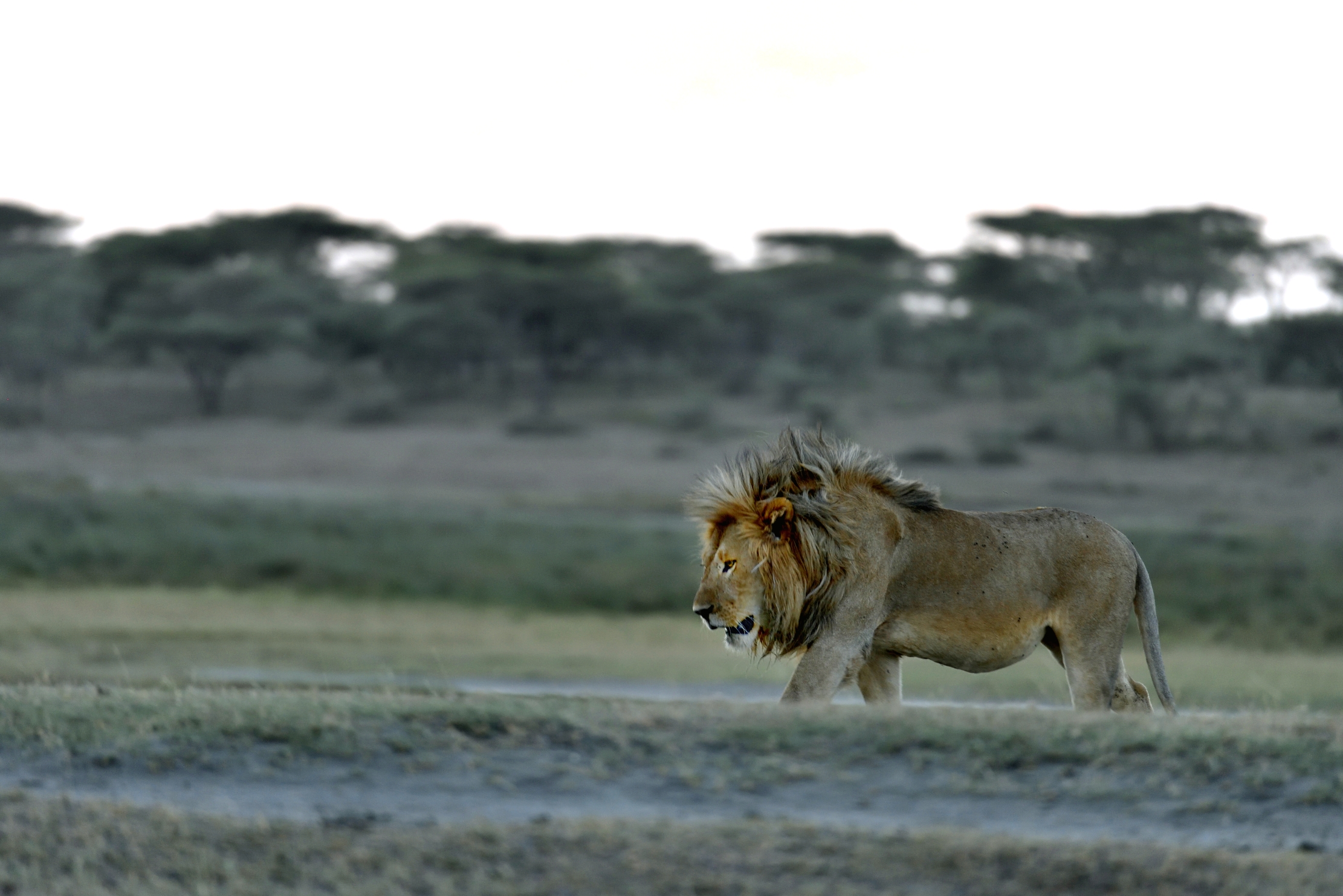 Tanzania 2015 - Fiera solitudine