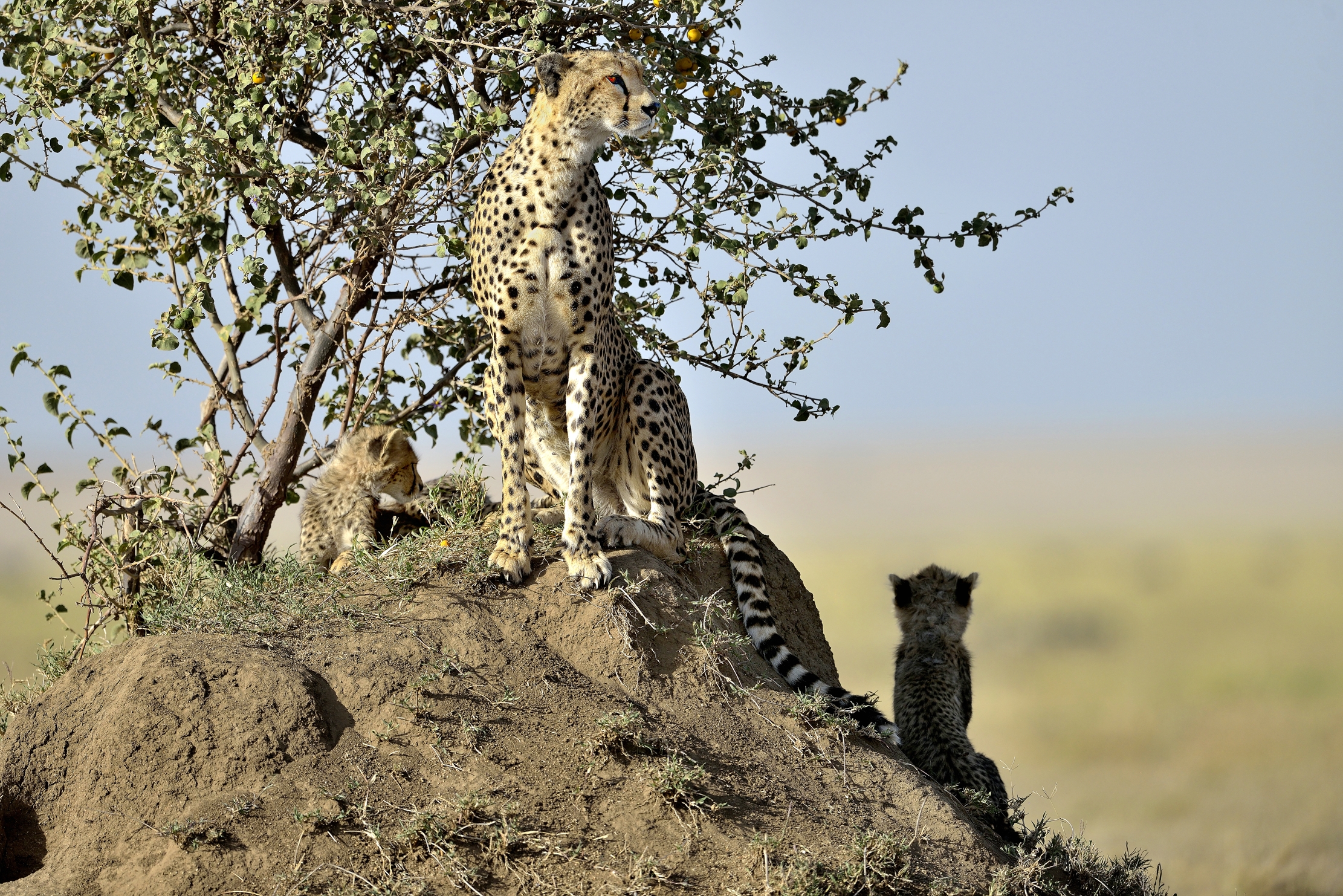 Tanzania 2015 - Sempre di vedetta