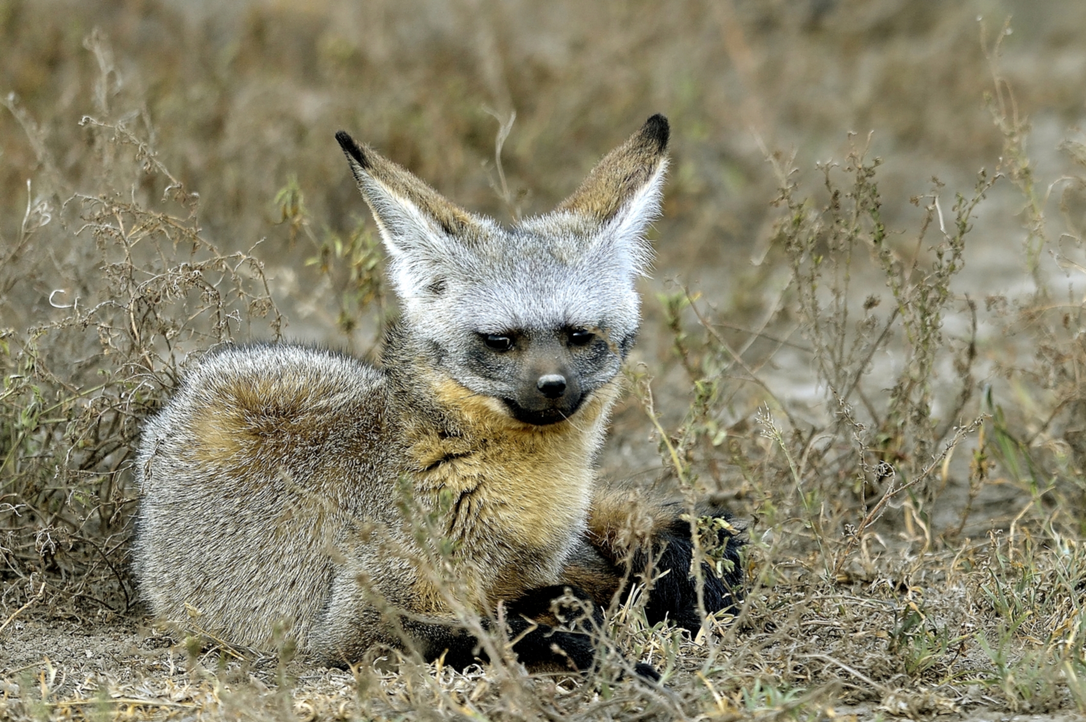 Tanzania 2015 - Otocione