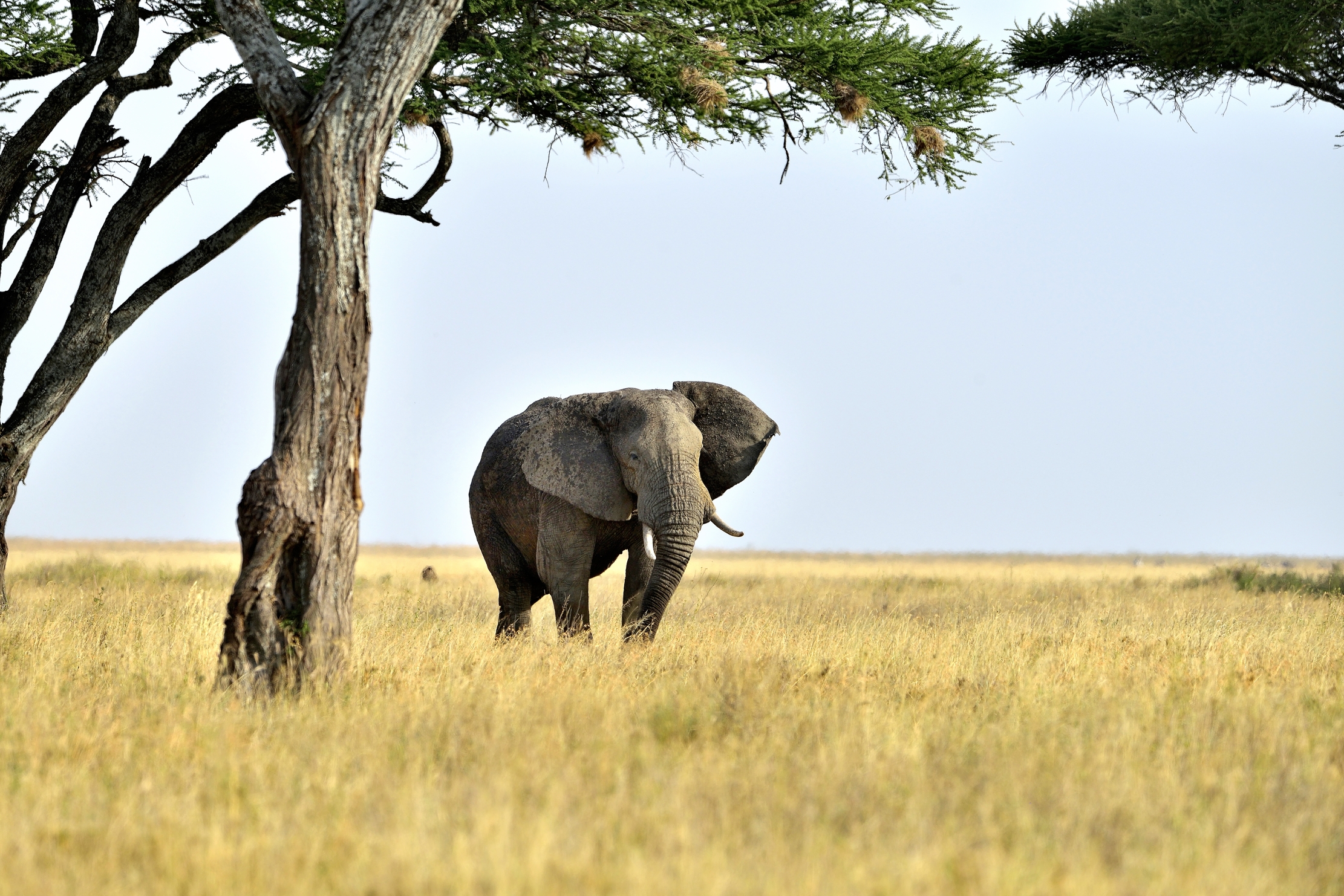 Tanzania 2015 - Solitario