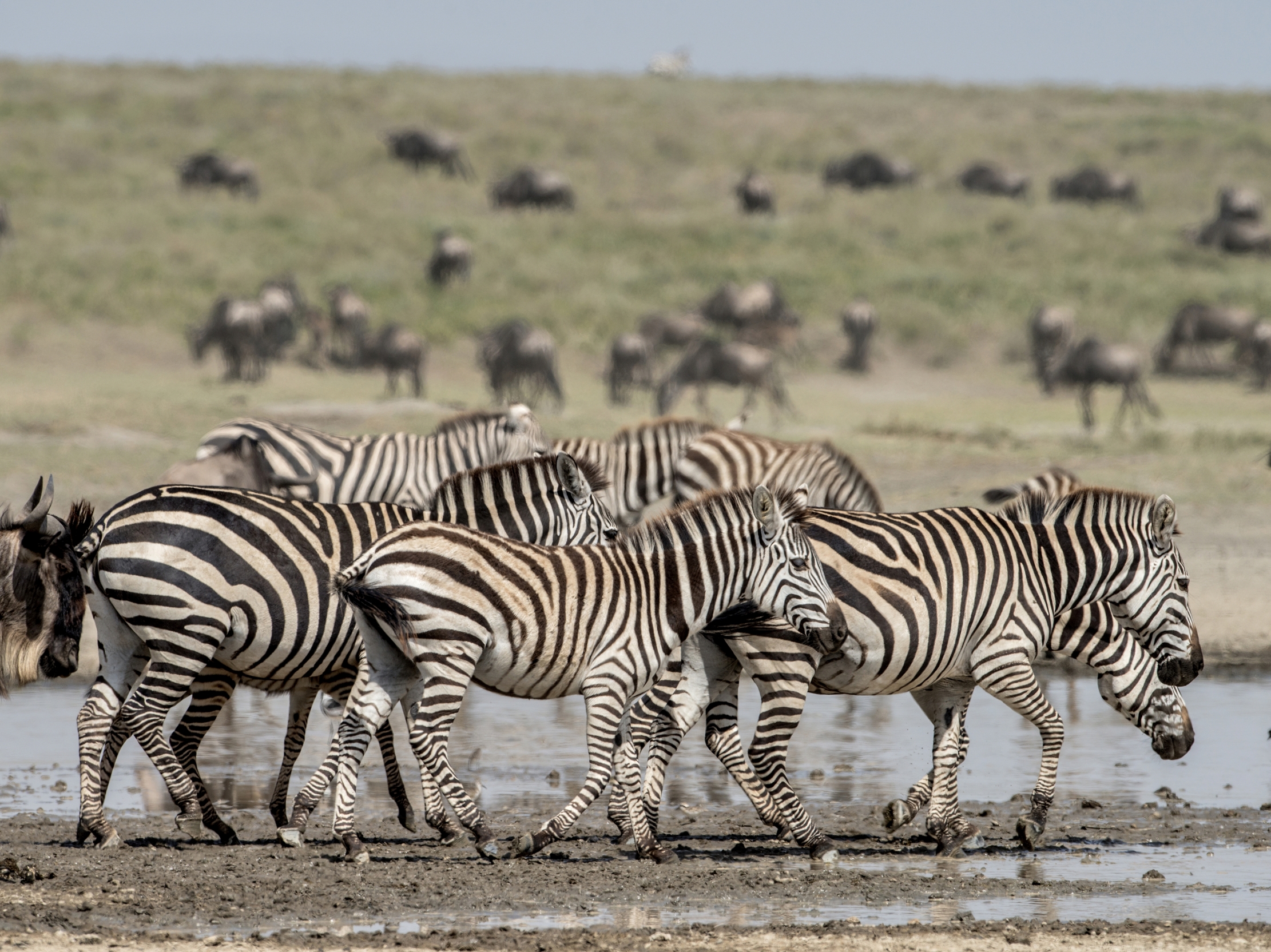 Tanzania 2015 - Avanti