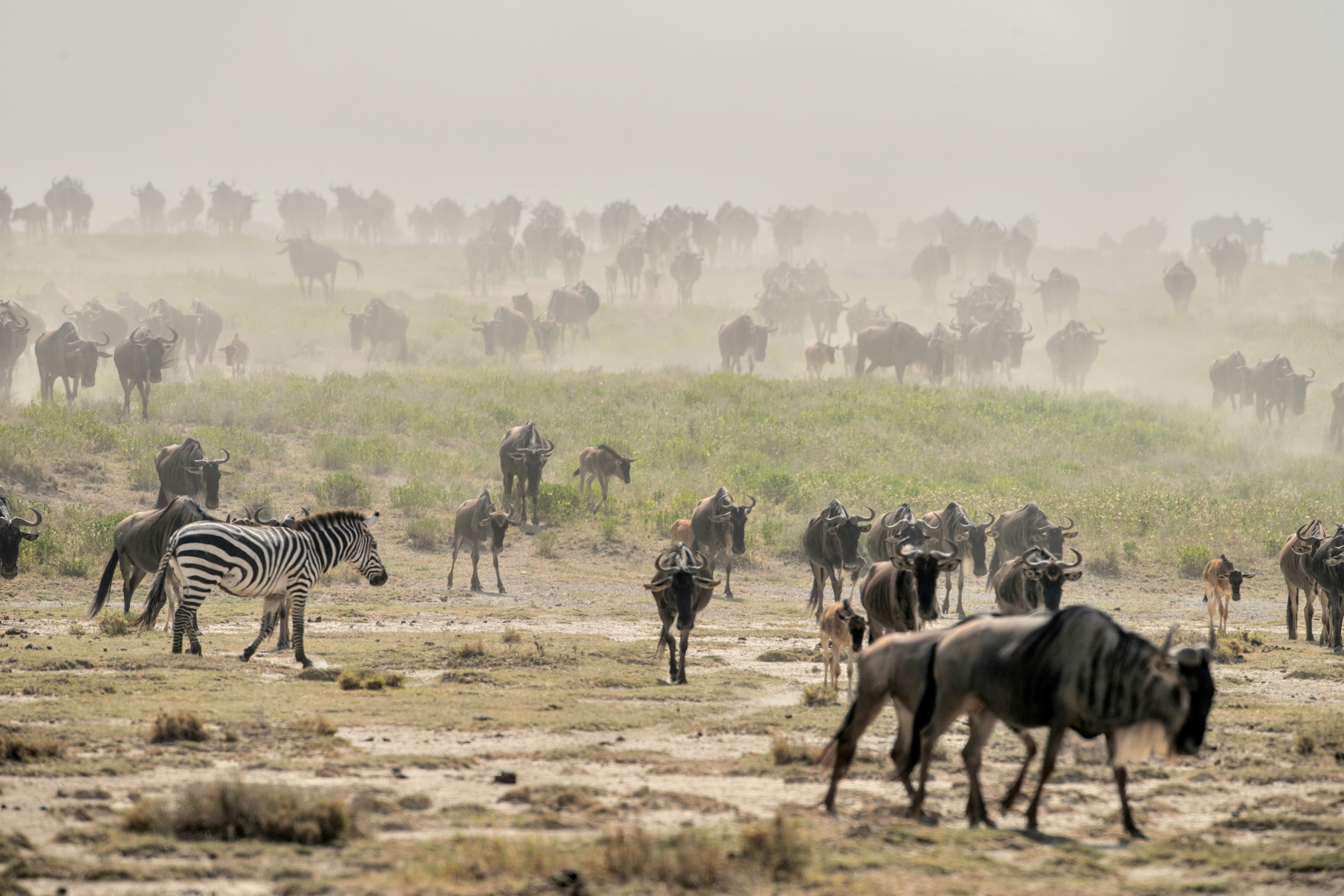 Tanzania 2015 - Migrazione nella polvere