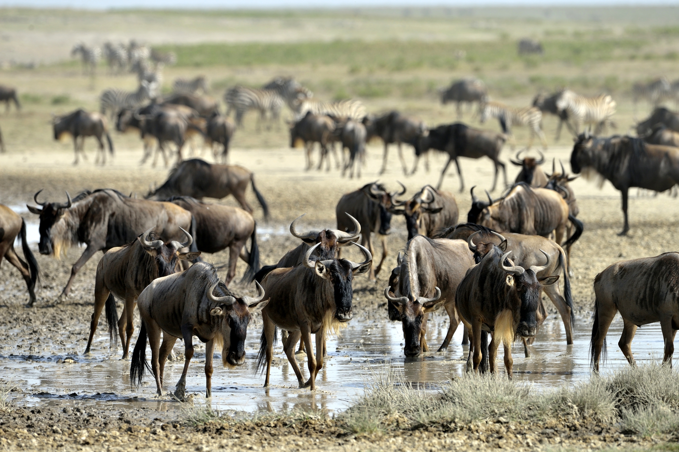 Tanzania 2015 - Determinazione