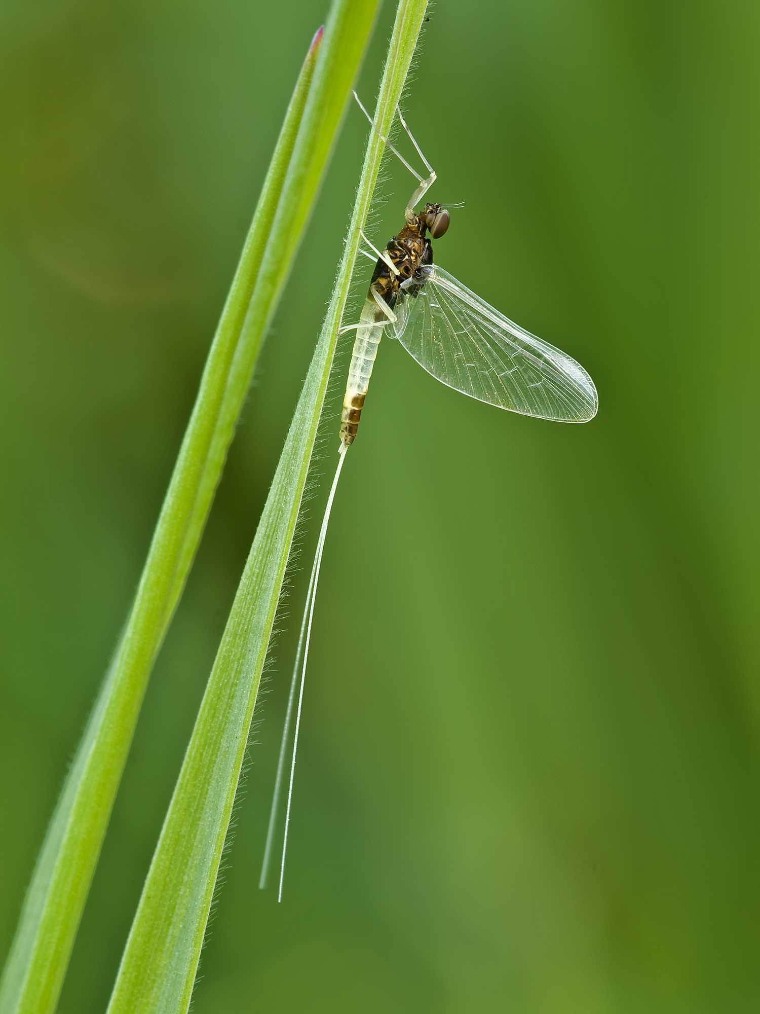 baetis rhodani della famiglia baetidae
