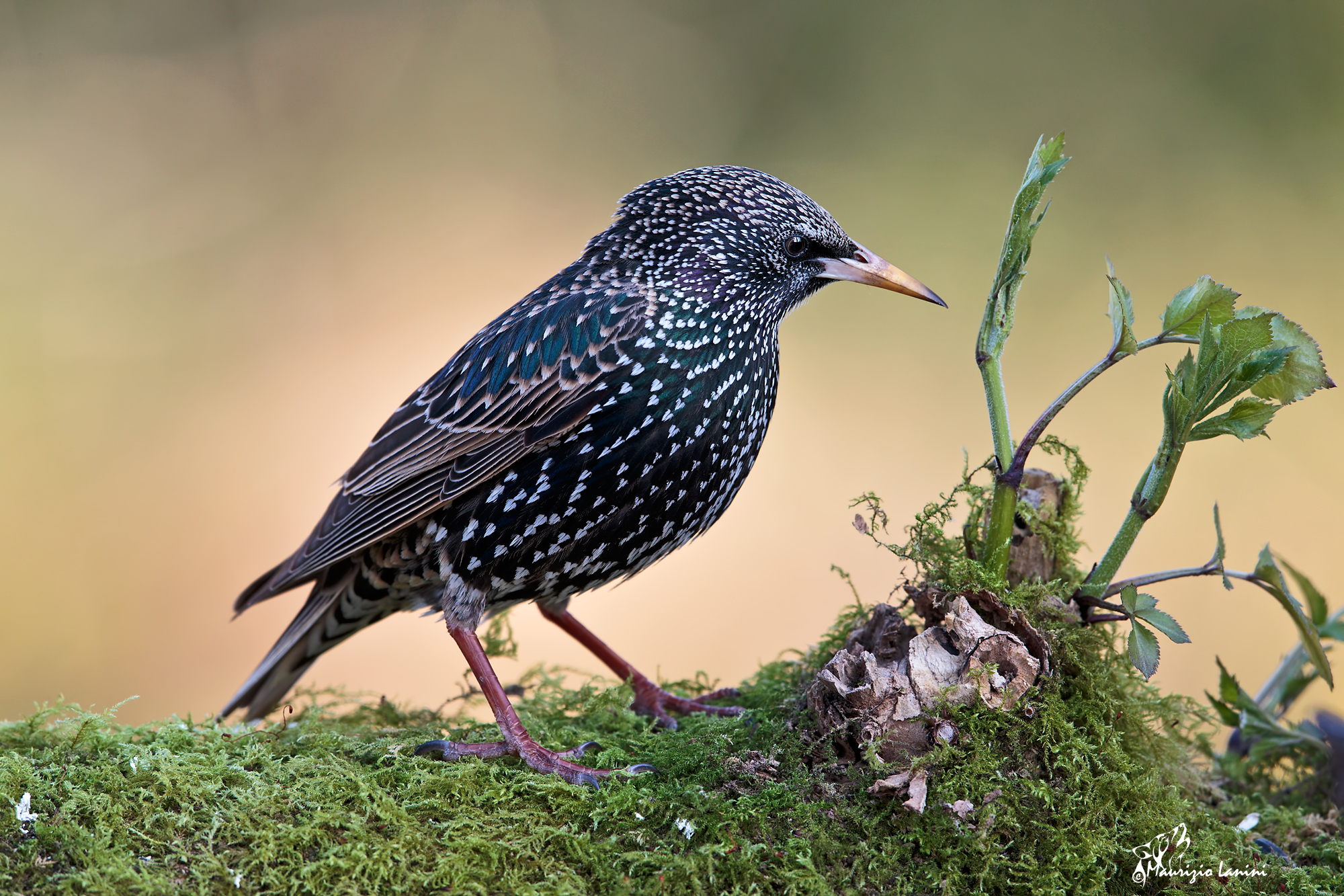 Reversal with background light