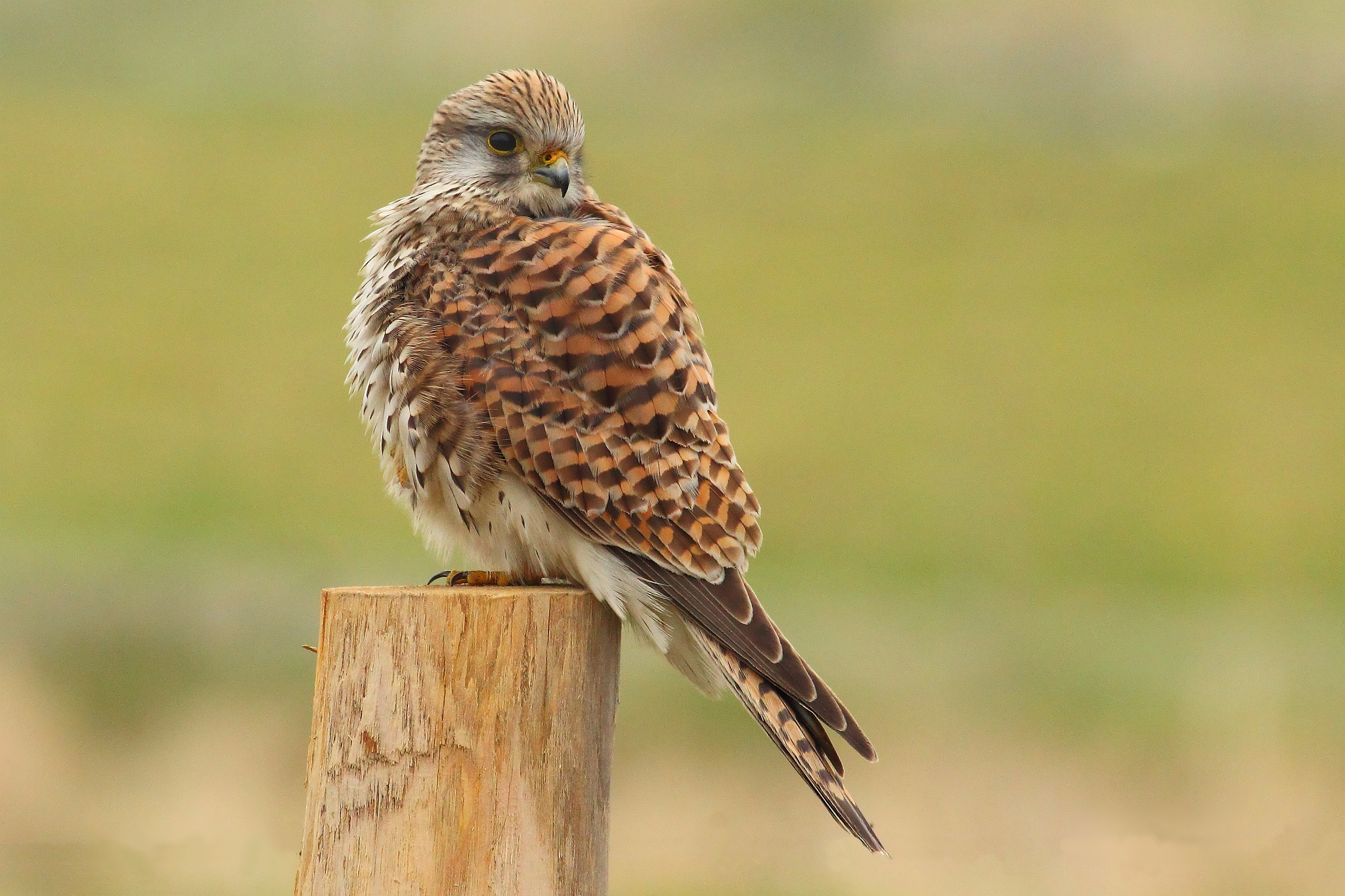 Common Kestrel