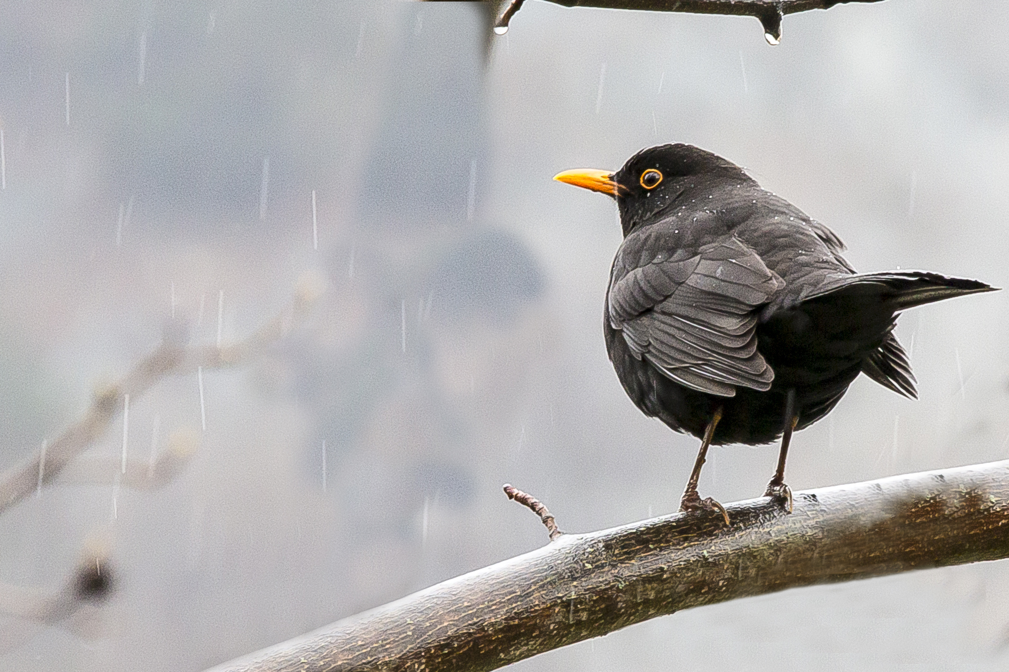 Singing in the rain....
