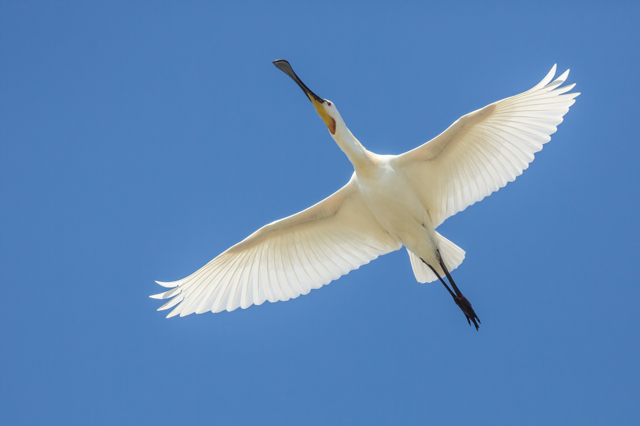 Spoonbill in flight