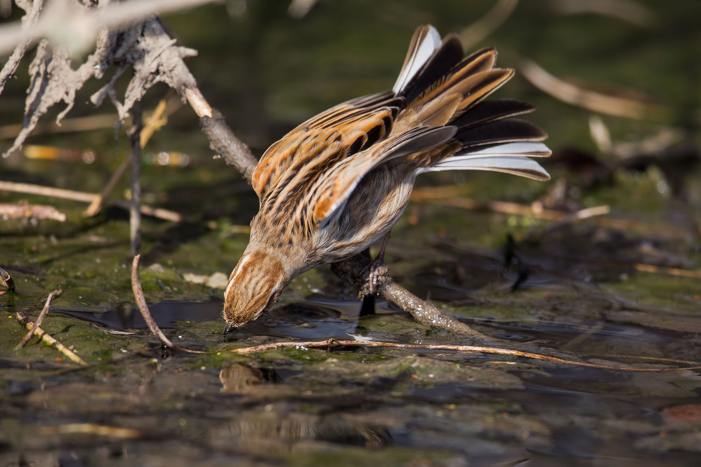 Migliarina in hunting