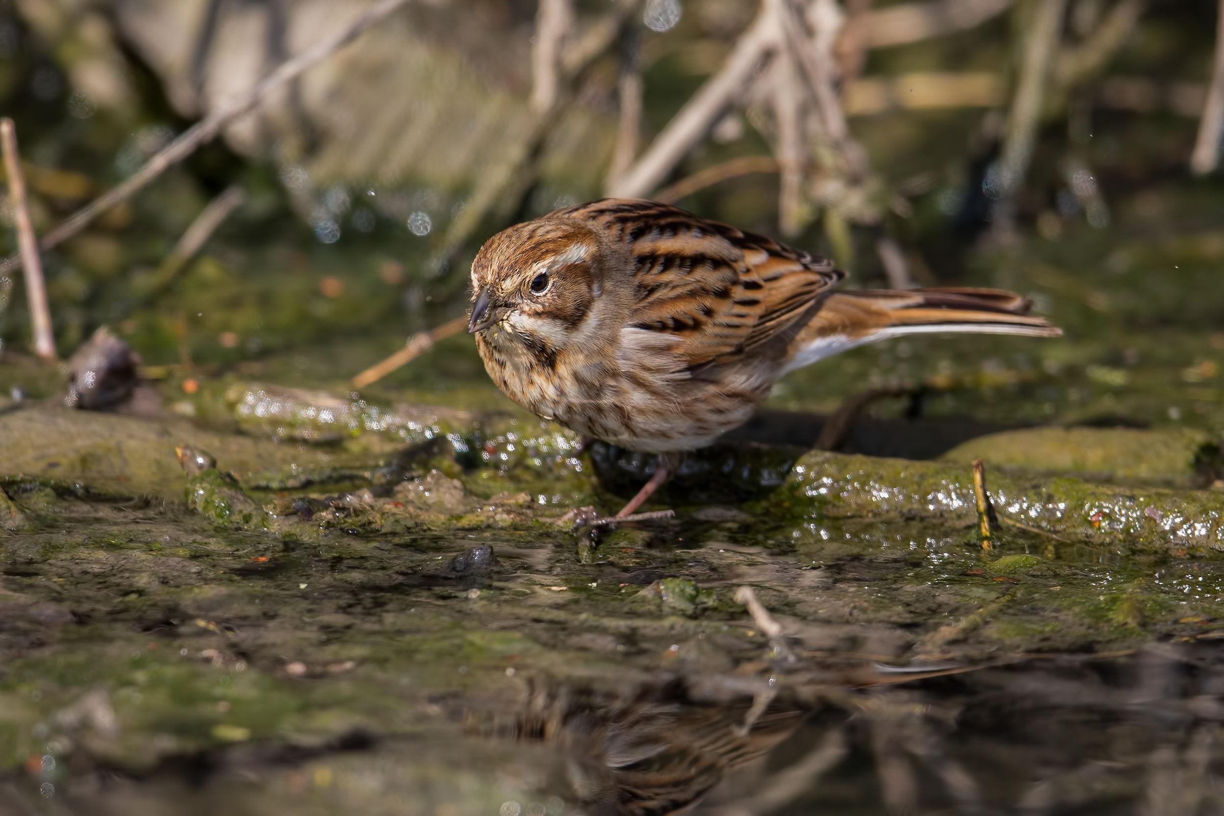 Migliarina with prey