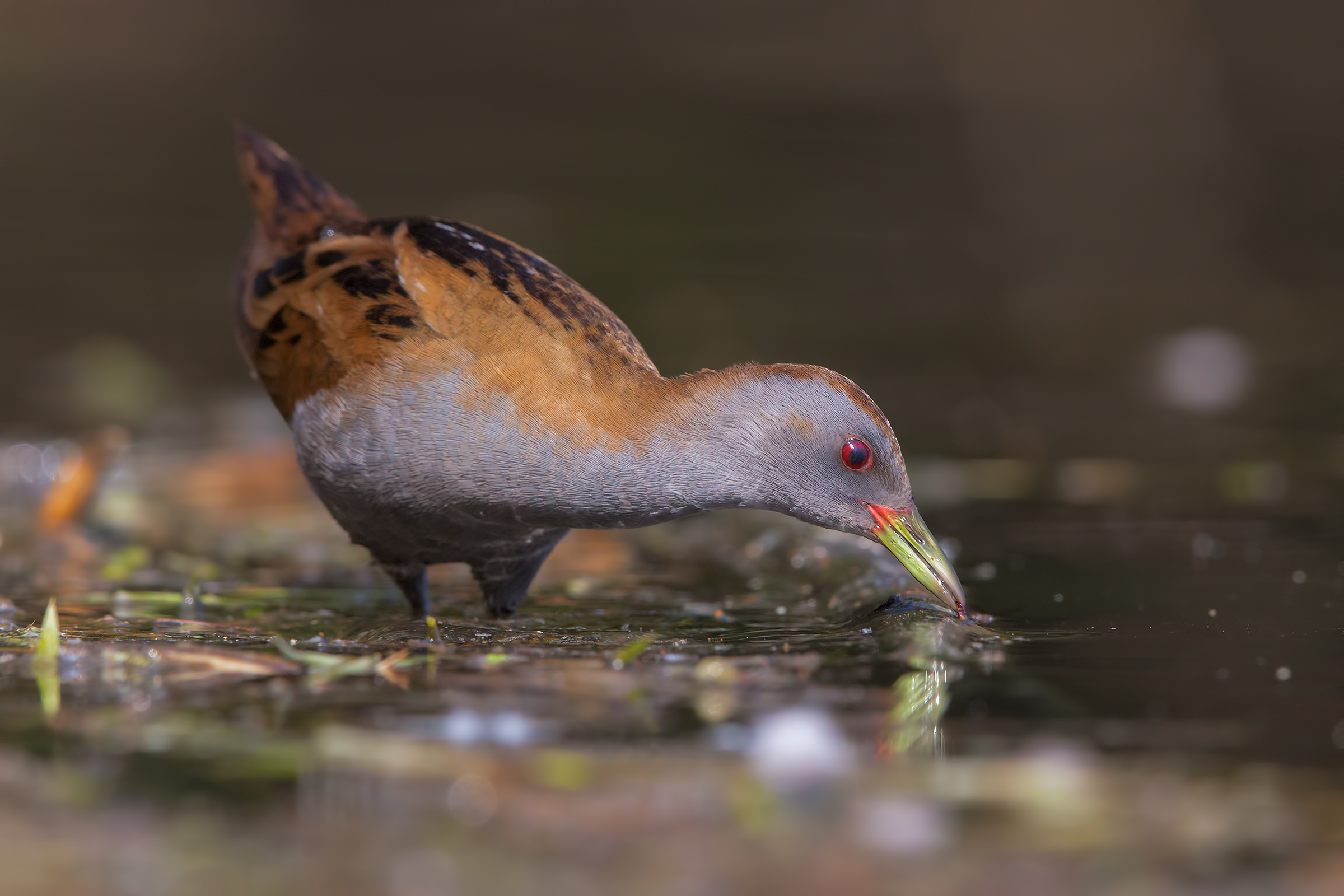 Schiribilla con verme