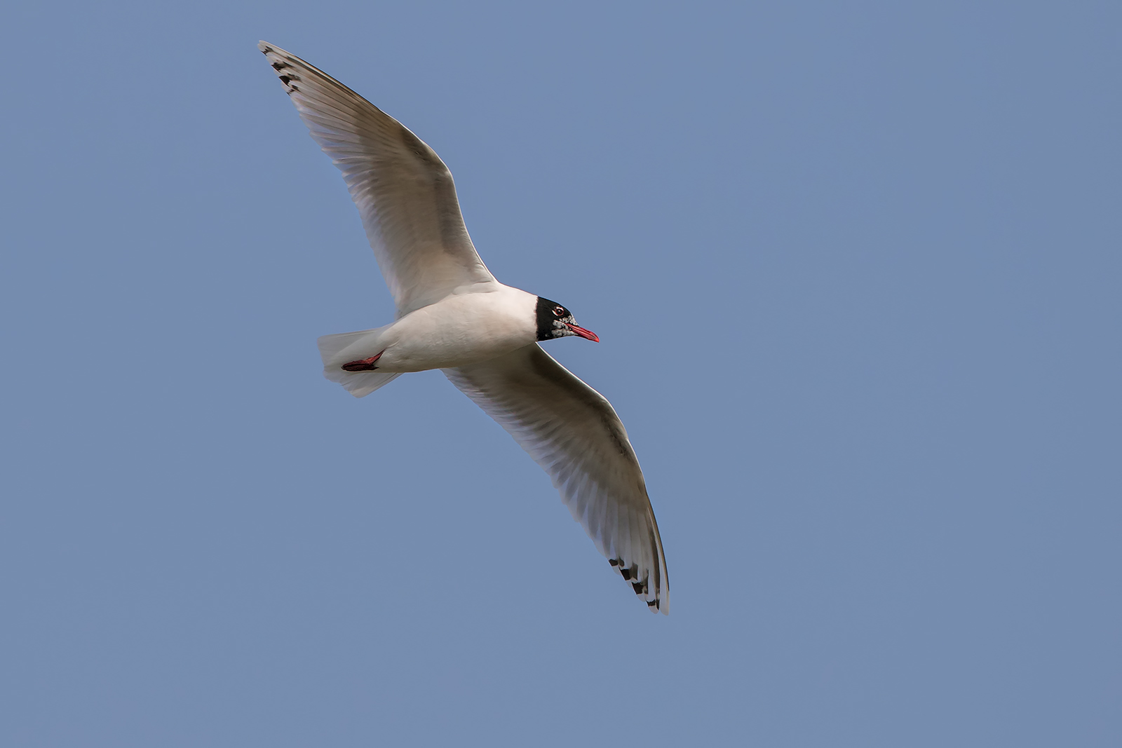 Gabbiano corallino juv