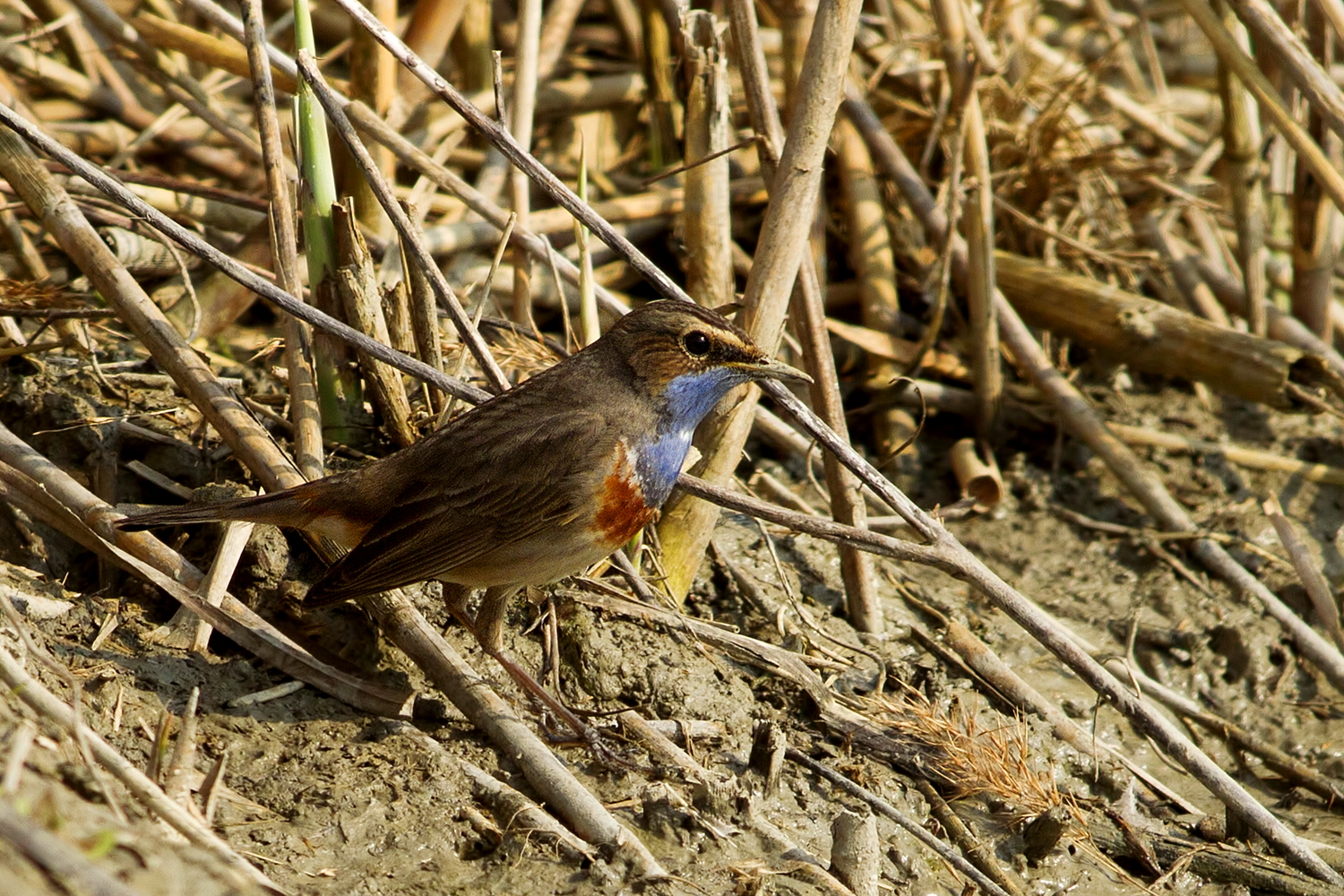 Bluethroat