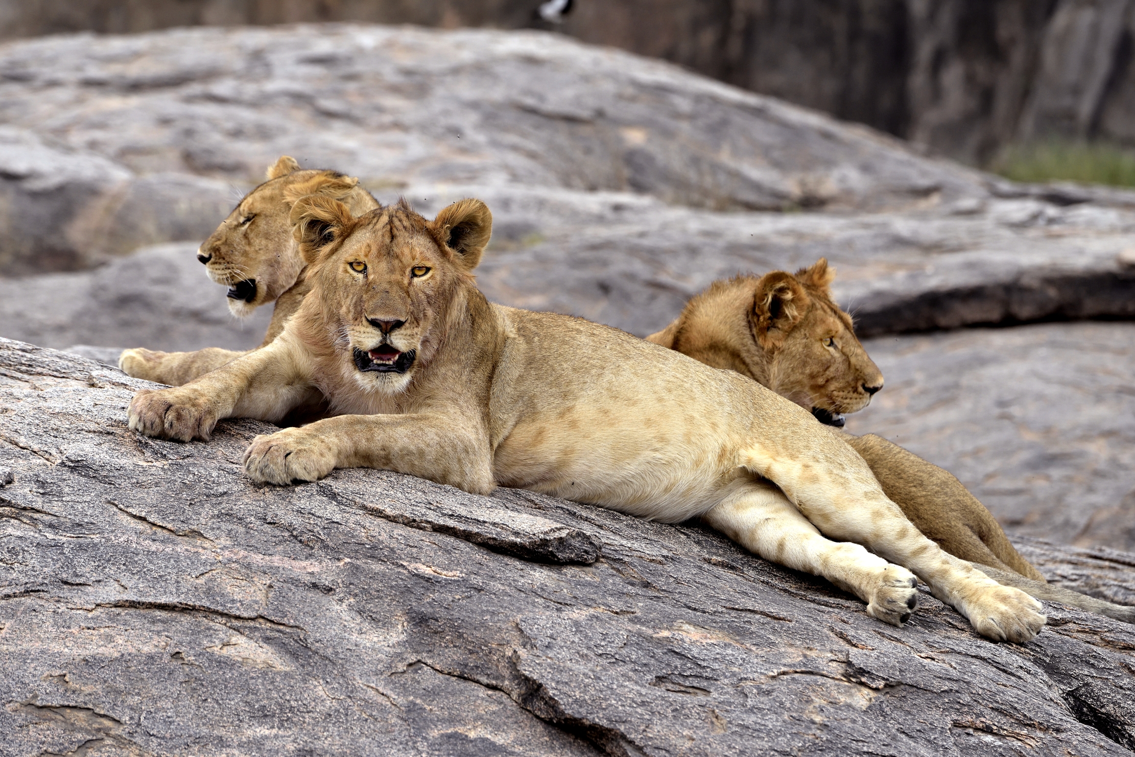 Tanzania 2015 - Rilassati