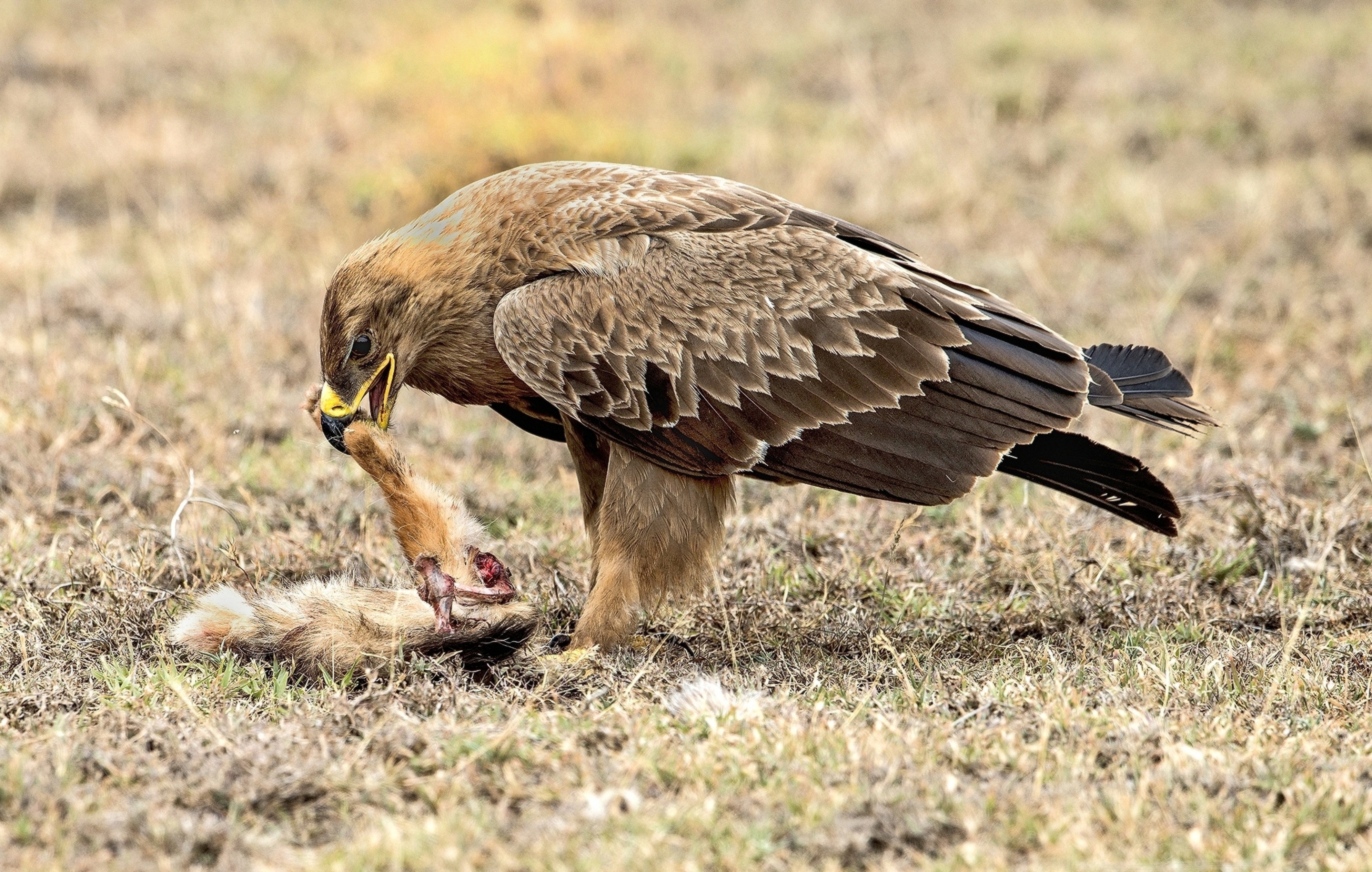 Tanzania 2015 - Aquila della steppa con preda