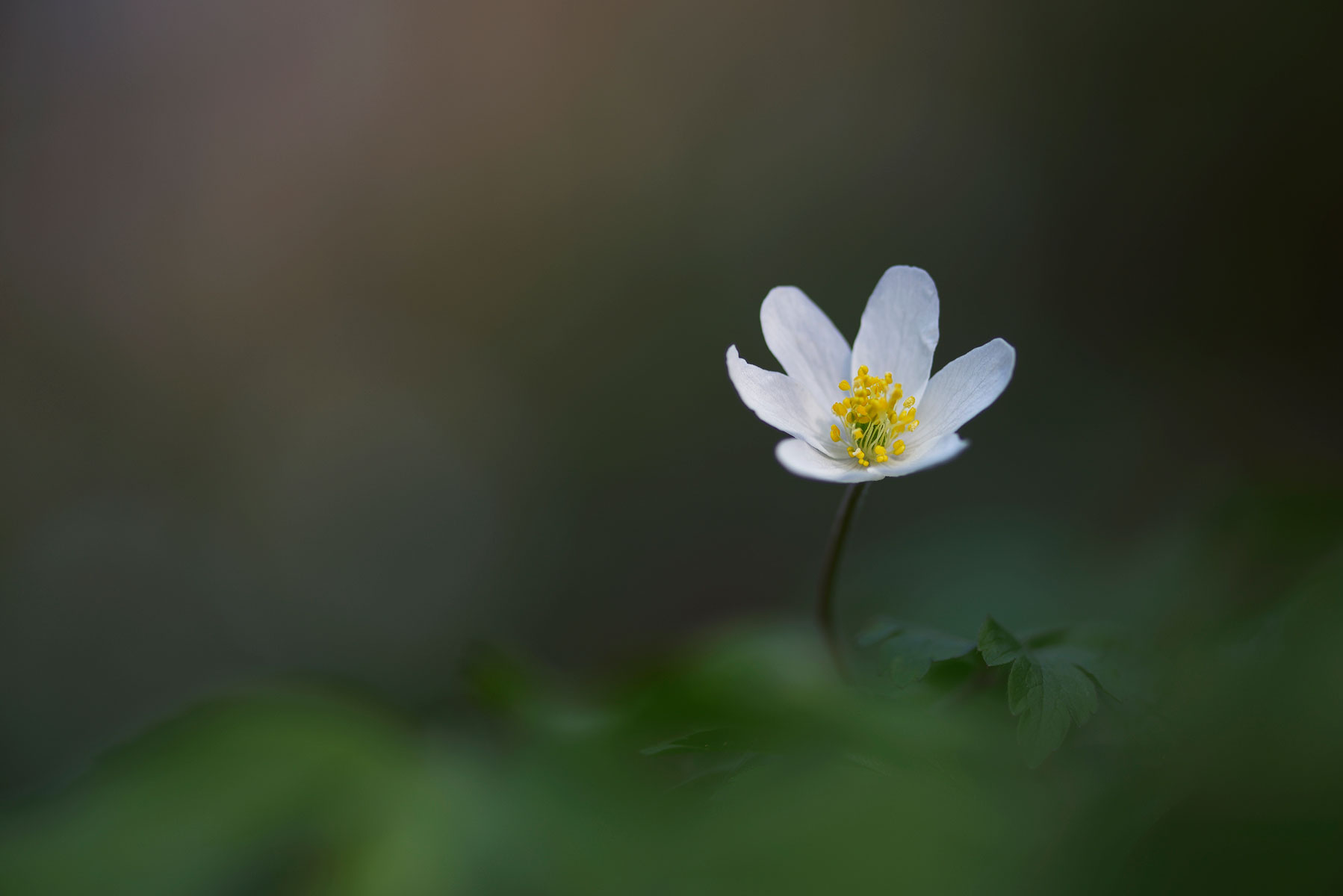 Anemone nemorosa